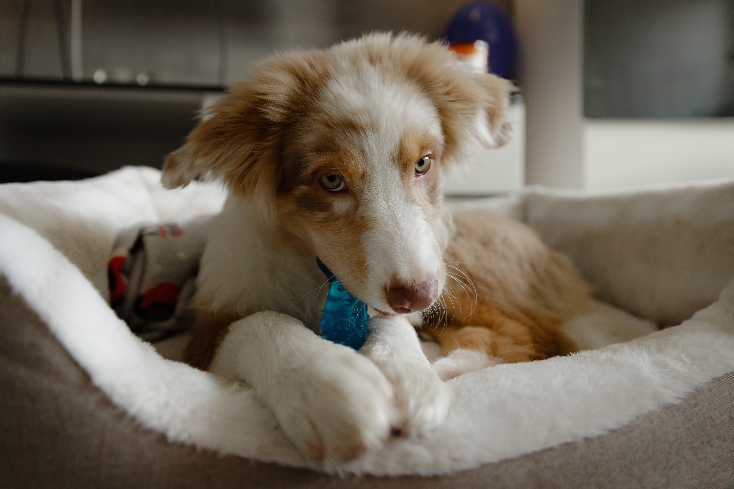 Fotografia psów Wrocław. Kaja | fotograf we Wrocławiu | ludzie i psy