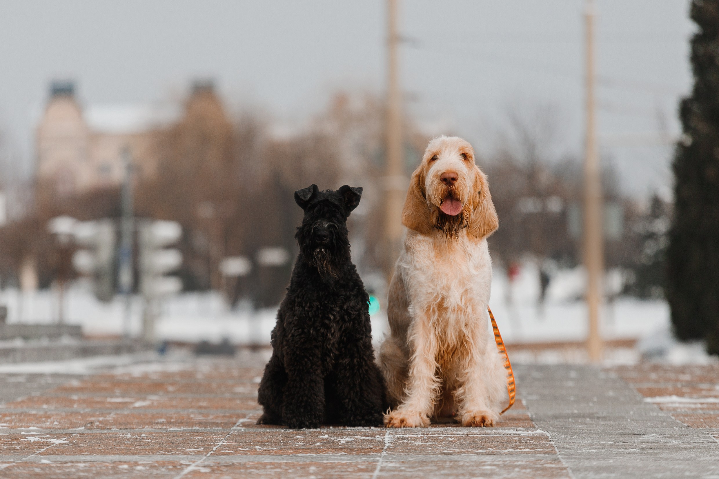 Kerry blue terrier & italian spinone. Kaja | fotograf we Wrocławiu | ludzie i psy