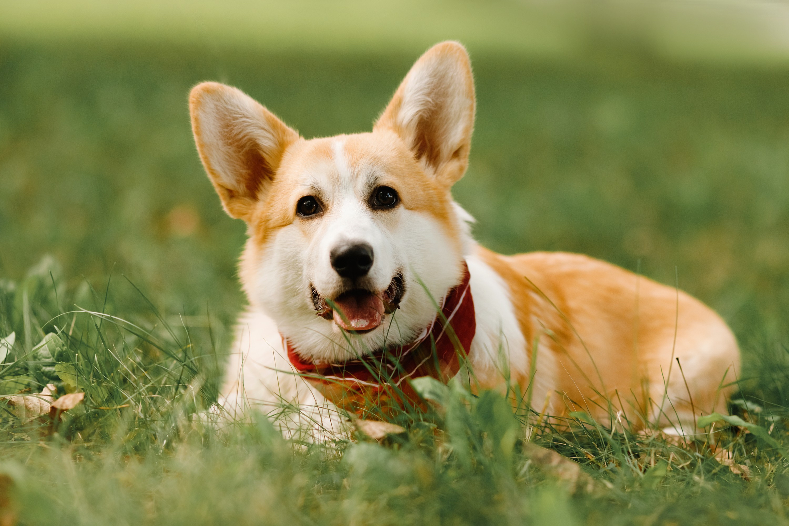 Summer photo day for dog handler. Kaja | fotograf we Wrocławiu | ludzie i psy