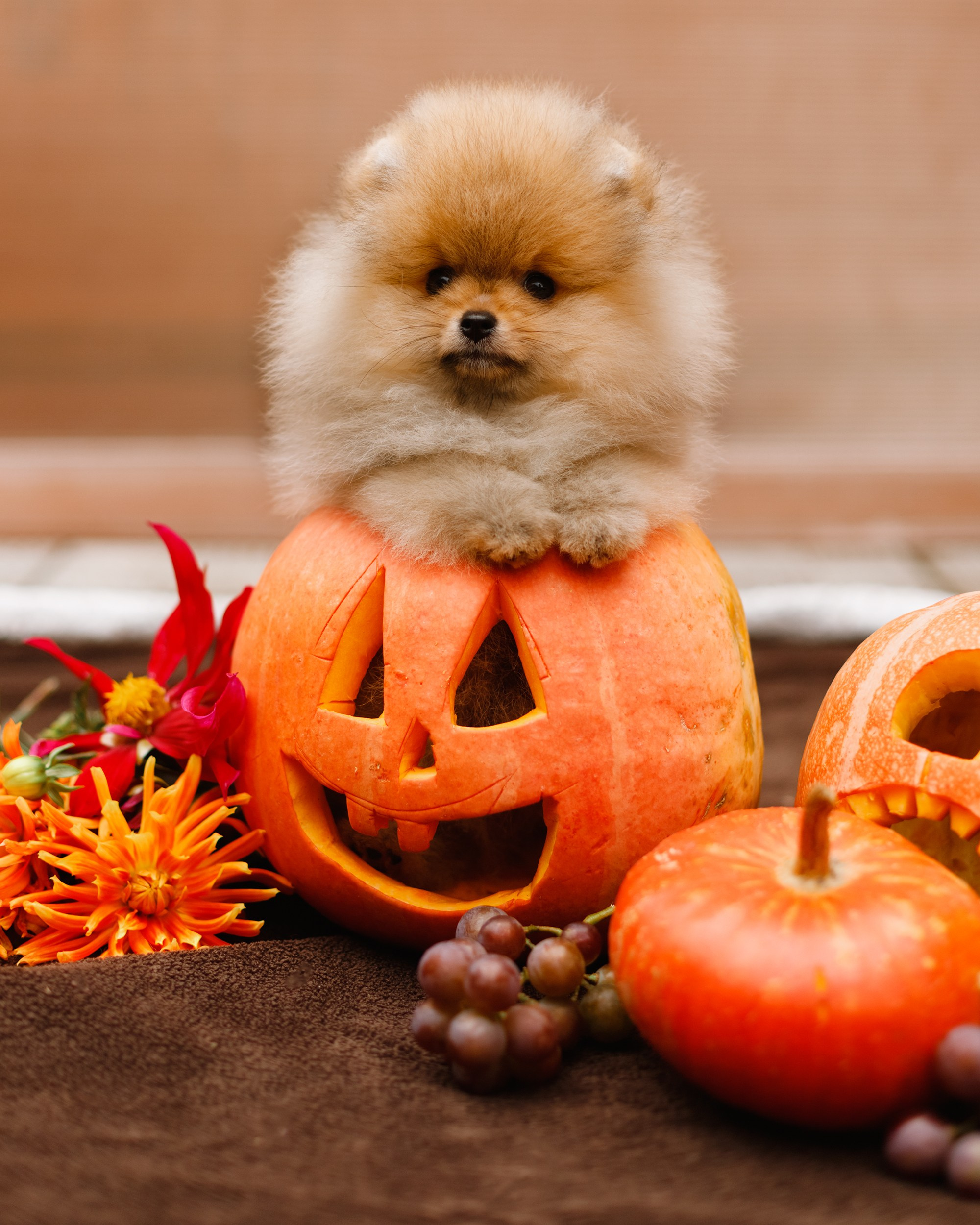 Halloween spitz puppies. Kaja | fotograf we Wrocławiu | ludzie i psy