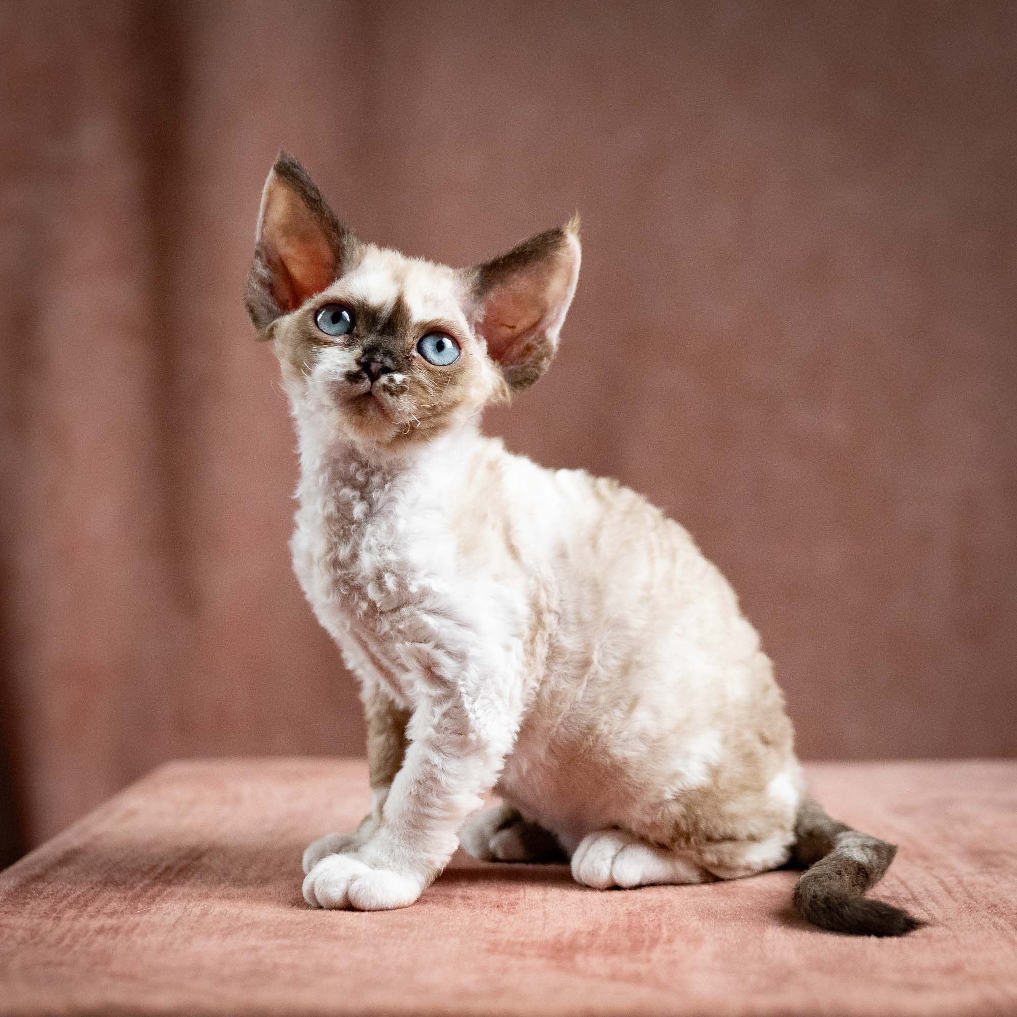 Thalia, girl, born 01.17.26. Devon Rex Pixie Cattery