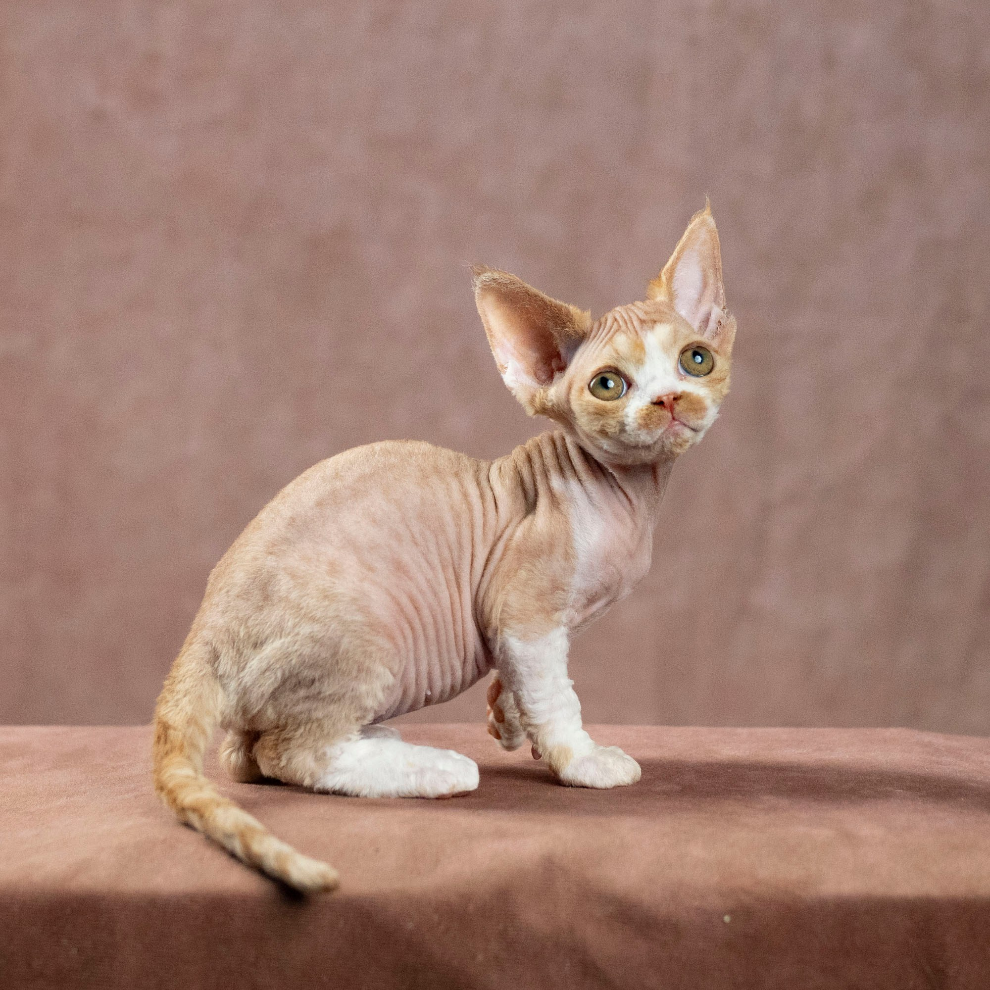 Dobby, boy. Devon Rex Pixie Cattery