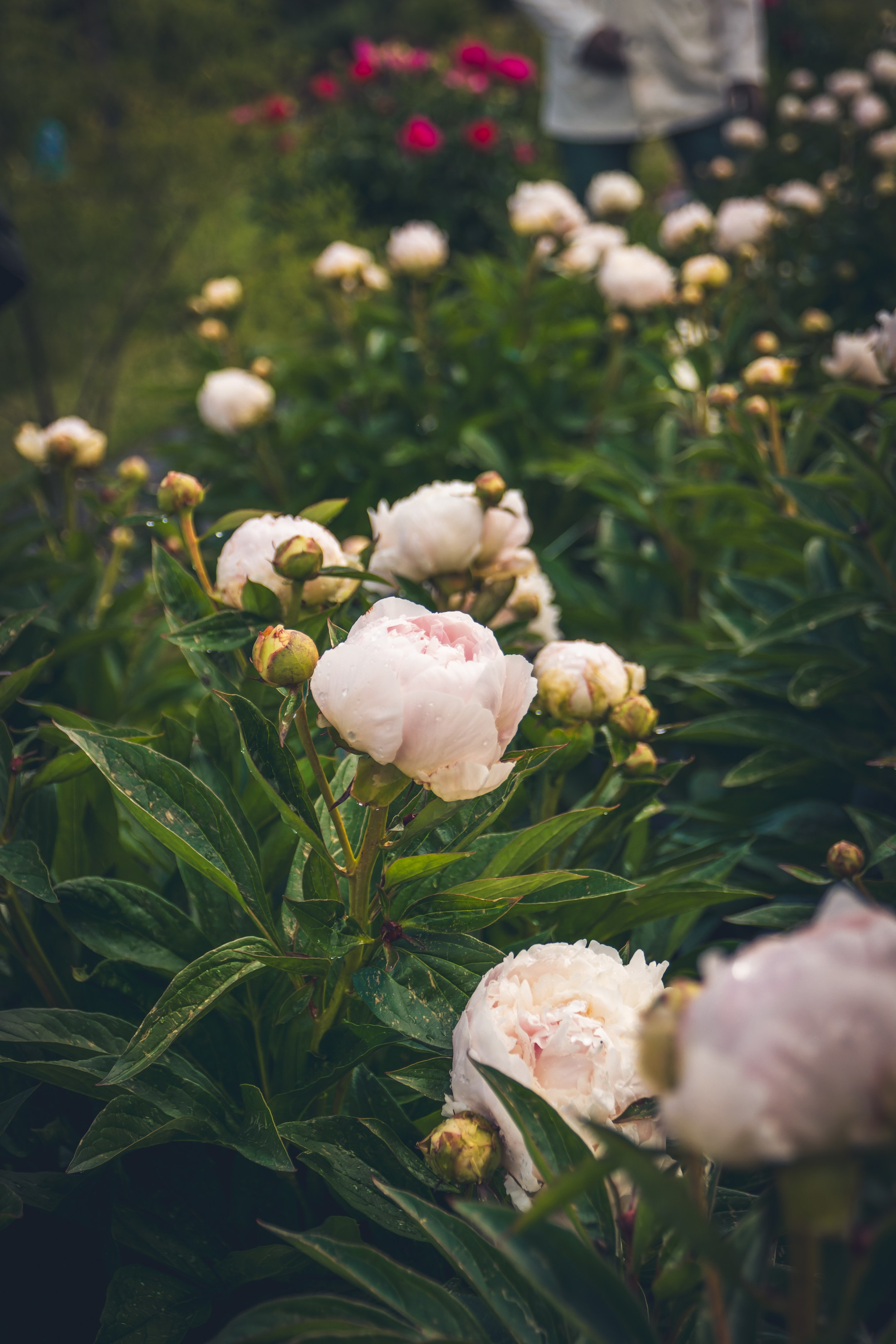 Saarema, reis. Nebula 25 — Fotod teie hingele