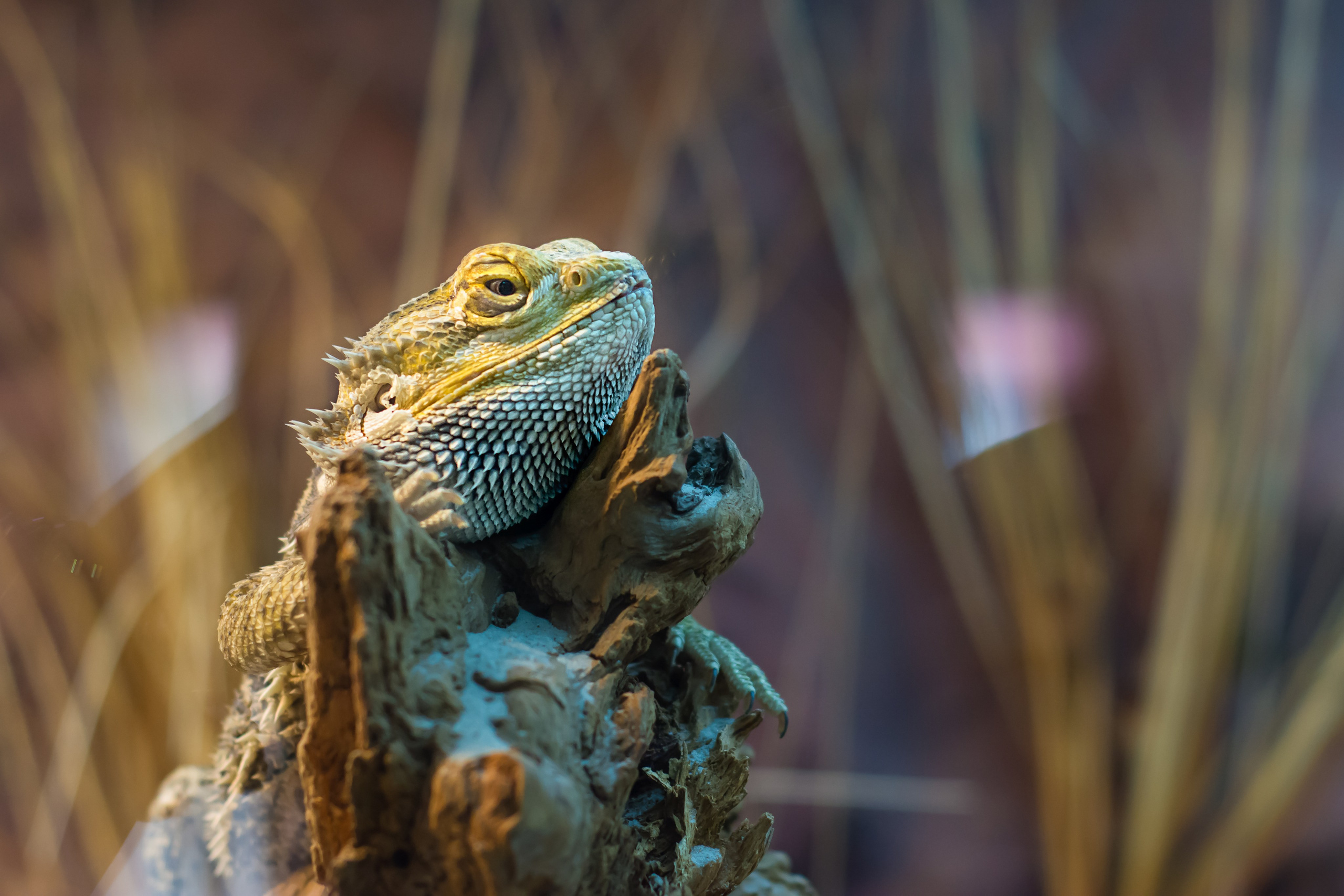 ~Animale si alte vietati~. Andreea Ivan art-Fotograf Constanta, Fotograf profesionist Constanta, Fotograf de nunta Constanta, botez, sedinte foto cu tematica, portret