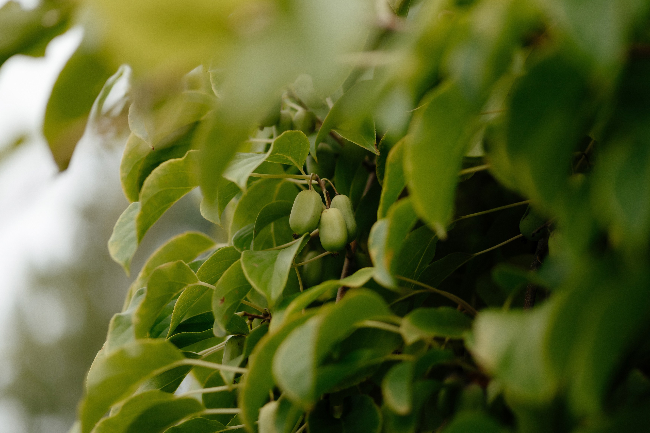 Wedding. Fulga Photographer