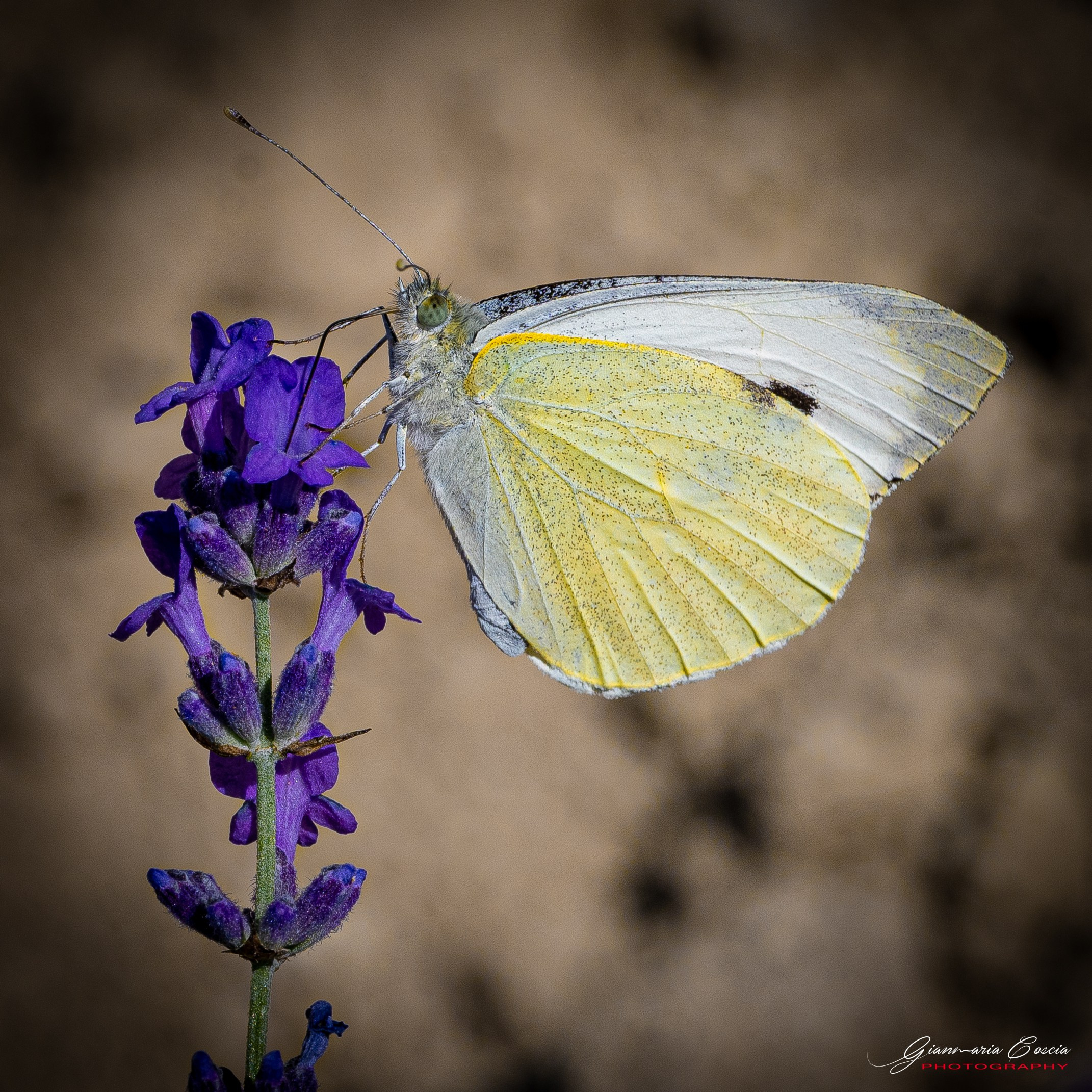 Farfalle. “Gianmaria Coscia fotografo per passione”