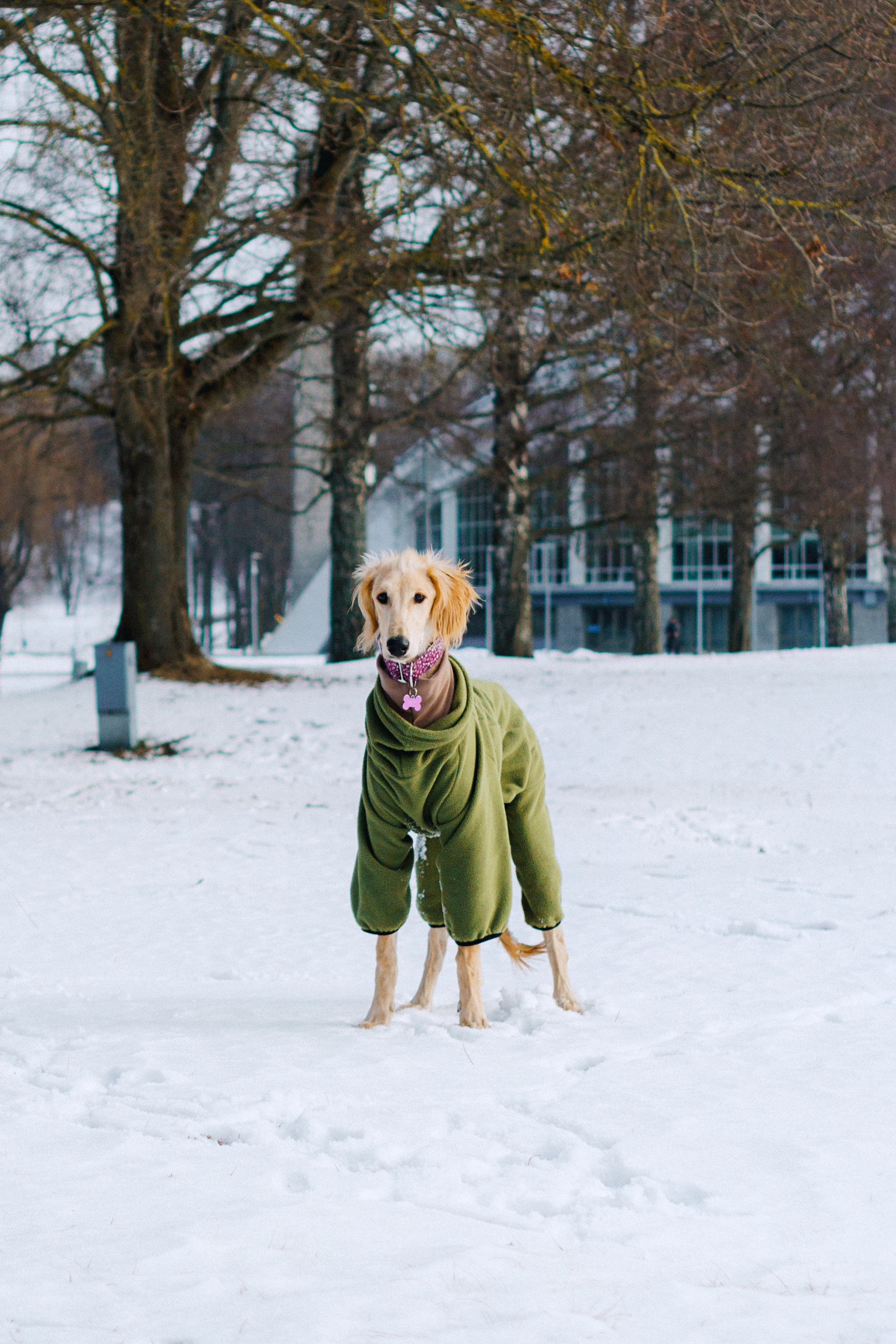 Nicole & Sky. Kat Laisaar — Pet photographer in Tallinn