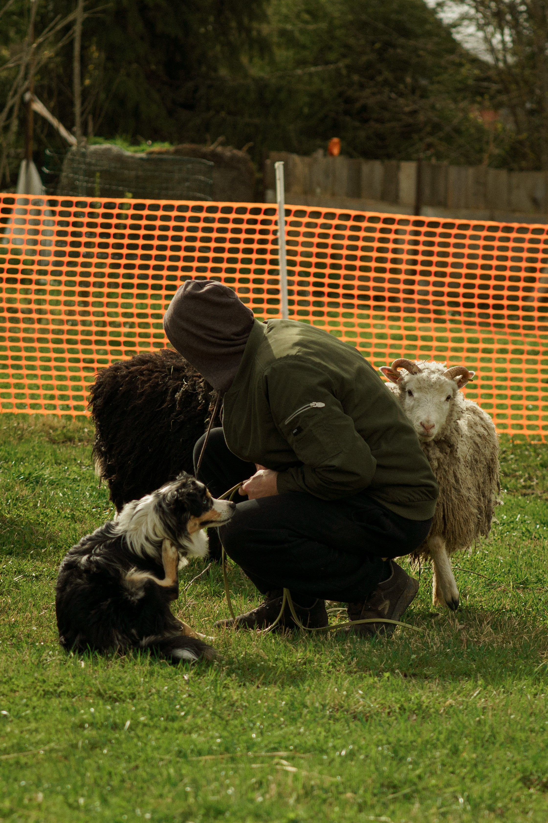 Herding Days, 26 apr. 2025. Kat Laisaar — Pet photographer in Tallinn