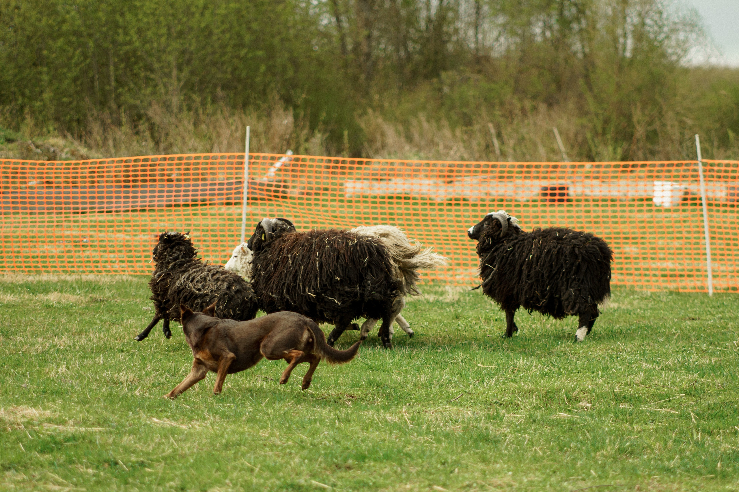 Herding Days, 26 apr. 2025. Kat Laisaar — Pet photographer in Tallinn