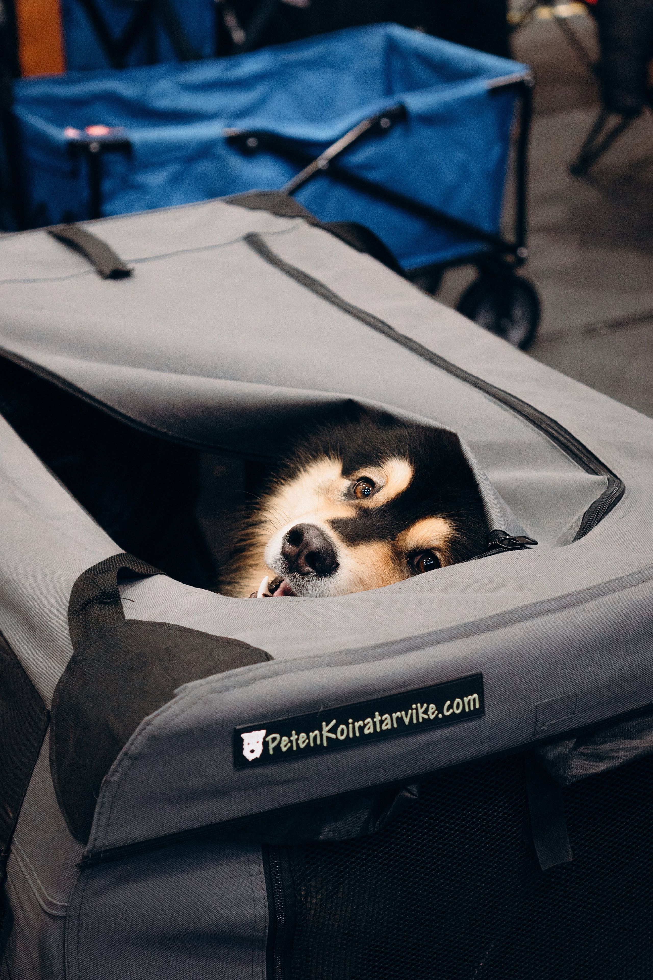 Pärnu dog weekend photo report. Kat Laisaar — Pet photographer in Tallinn