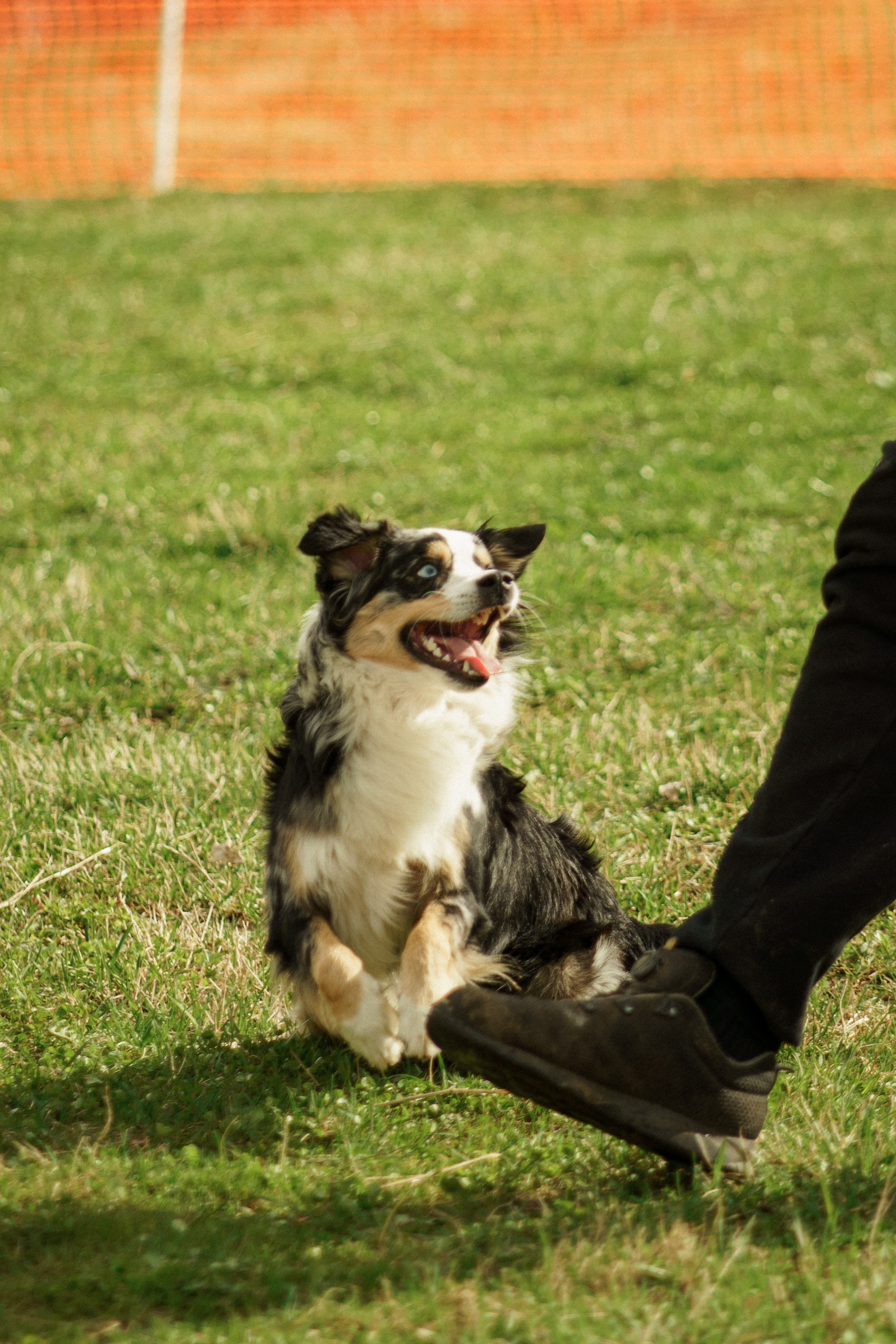 Herding Days, 26 apr. 2025. Kat Laisaar — Pet photographer in Tallinn