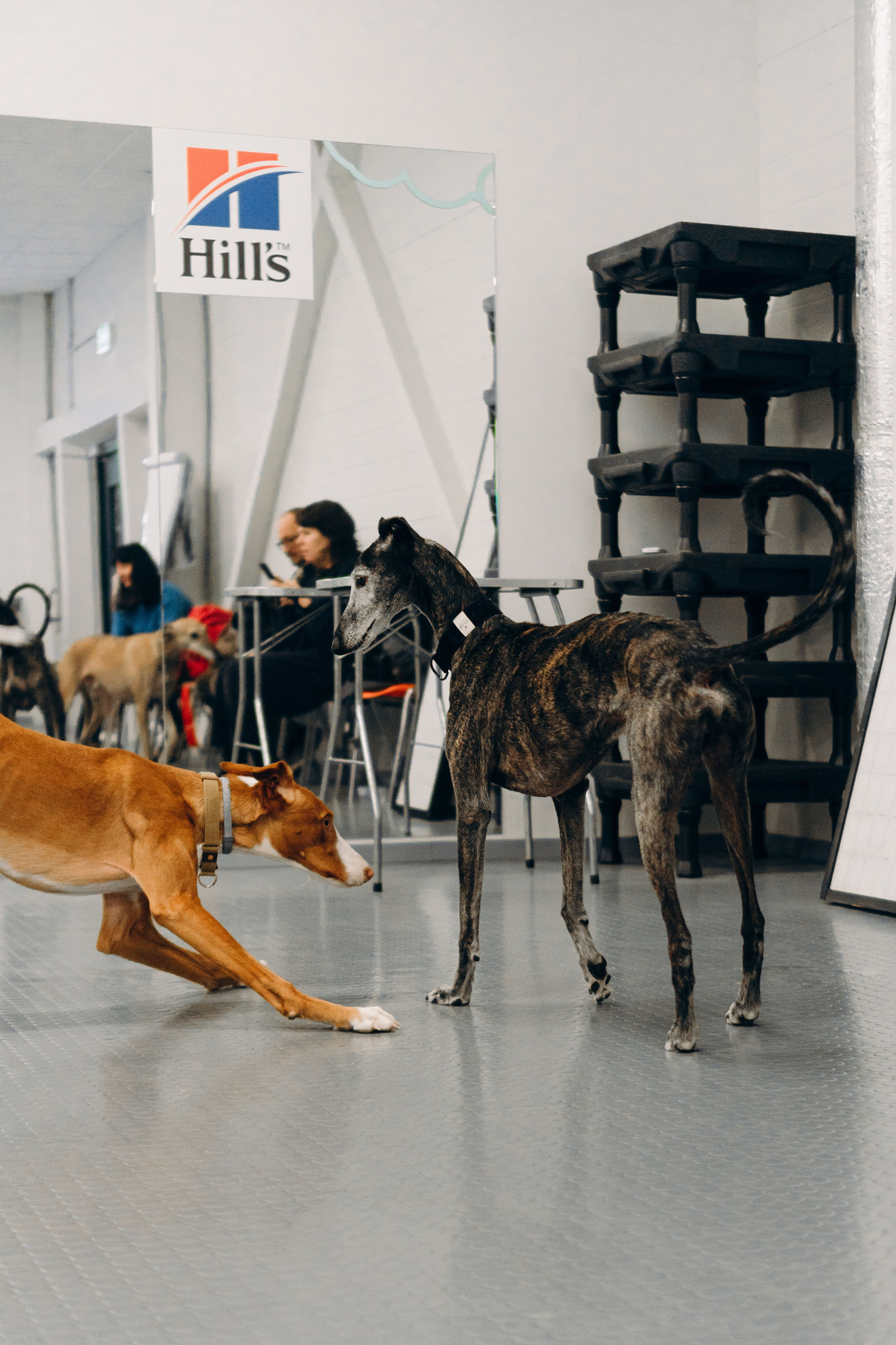 GalgoTreff / PetCity Rannamõisa, 13 apr. 2025. Kat Laisaar — Pet photographer in Tallinn