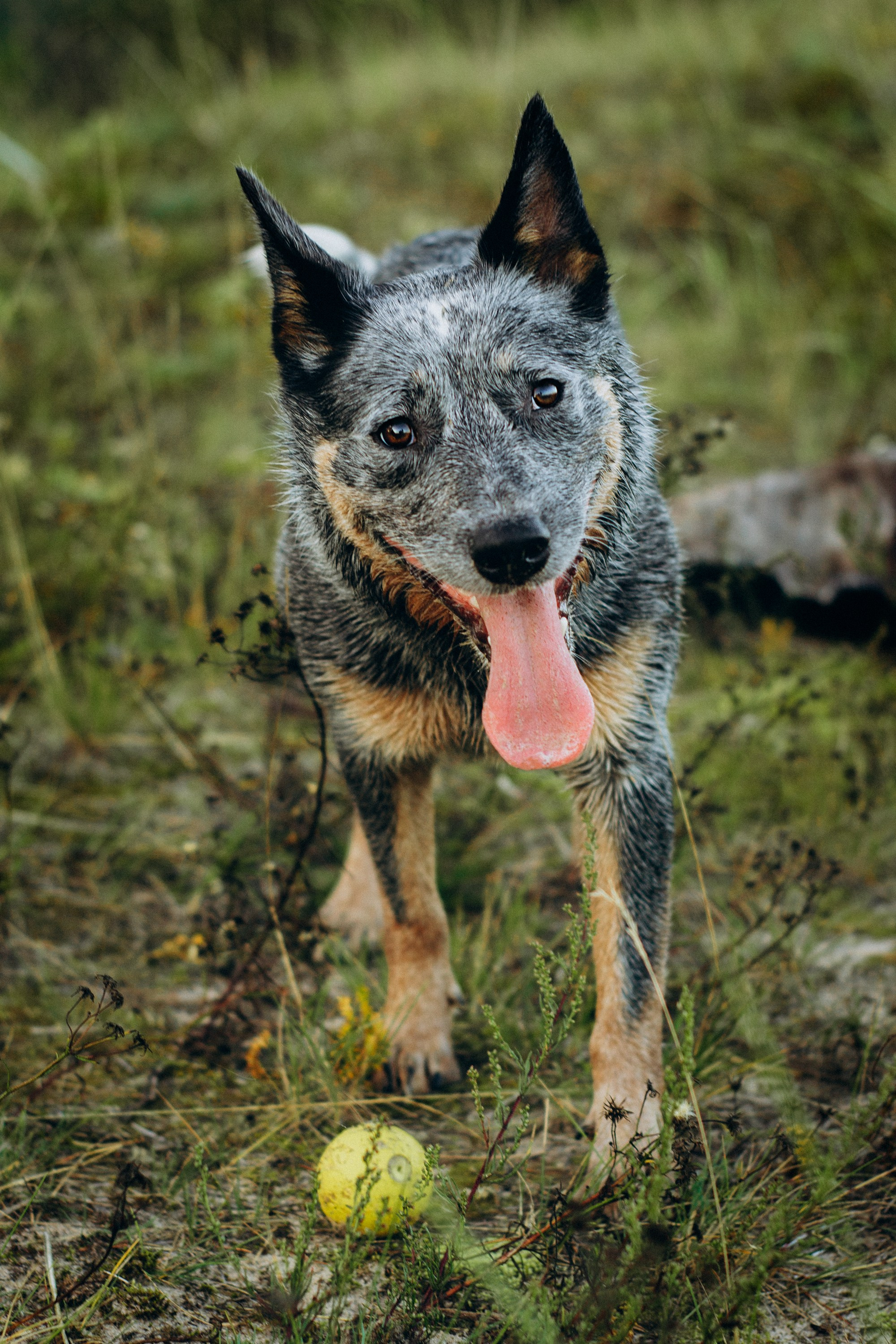 Dakota, Australian Cattle Dog. Kat Laisaar — Pet photographer in Tallinn
