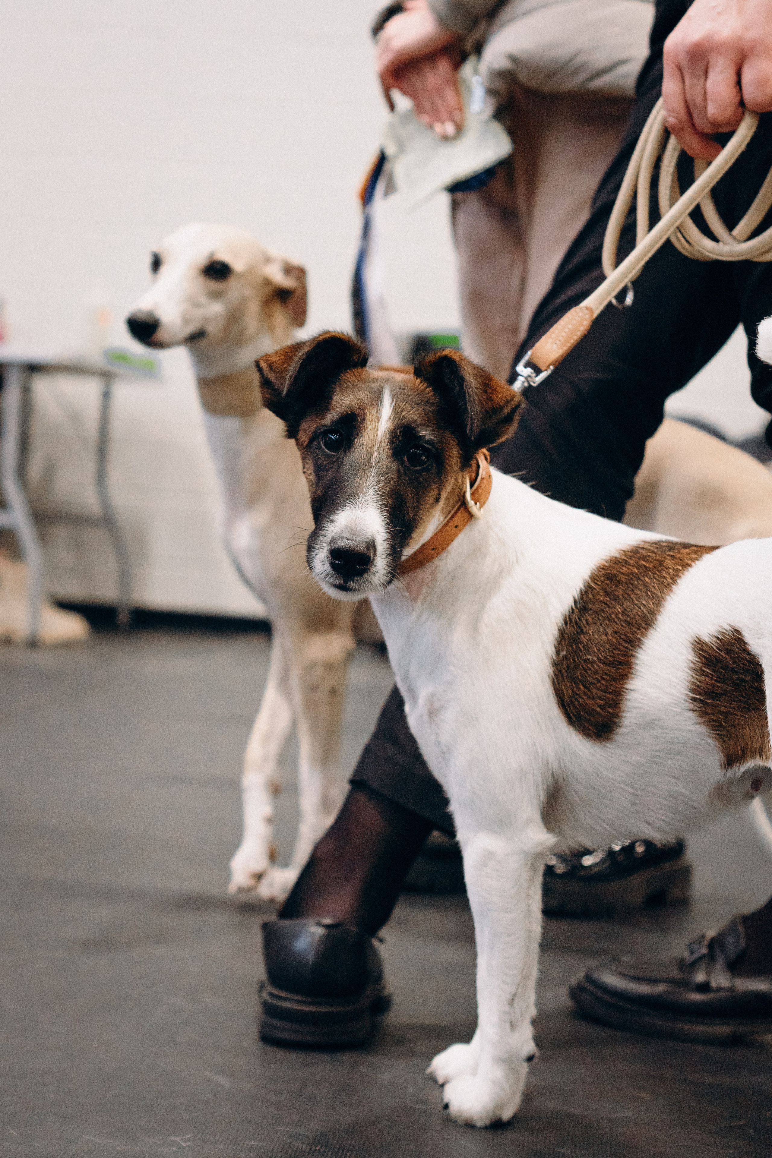 Pärnu dog weekend photo report. Kat Laisaar — Pet photographer in Tallinn