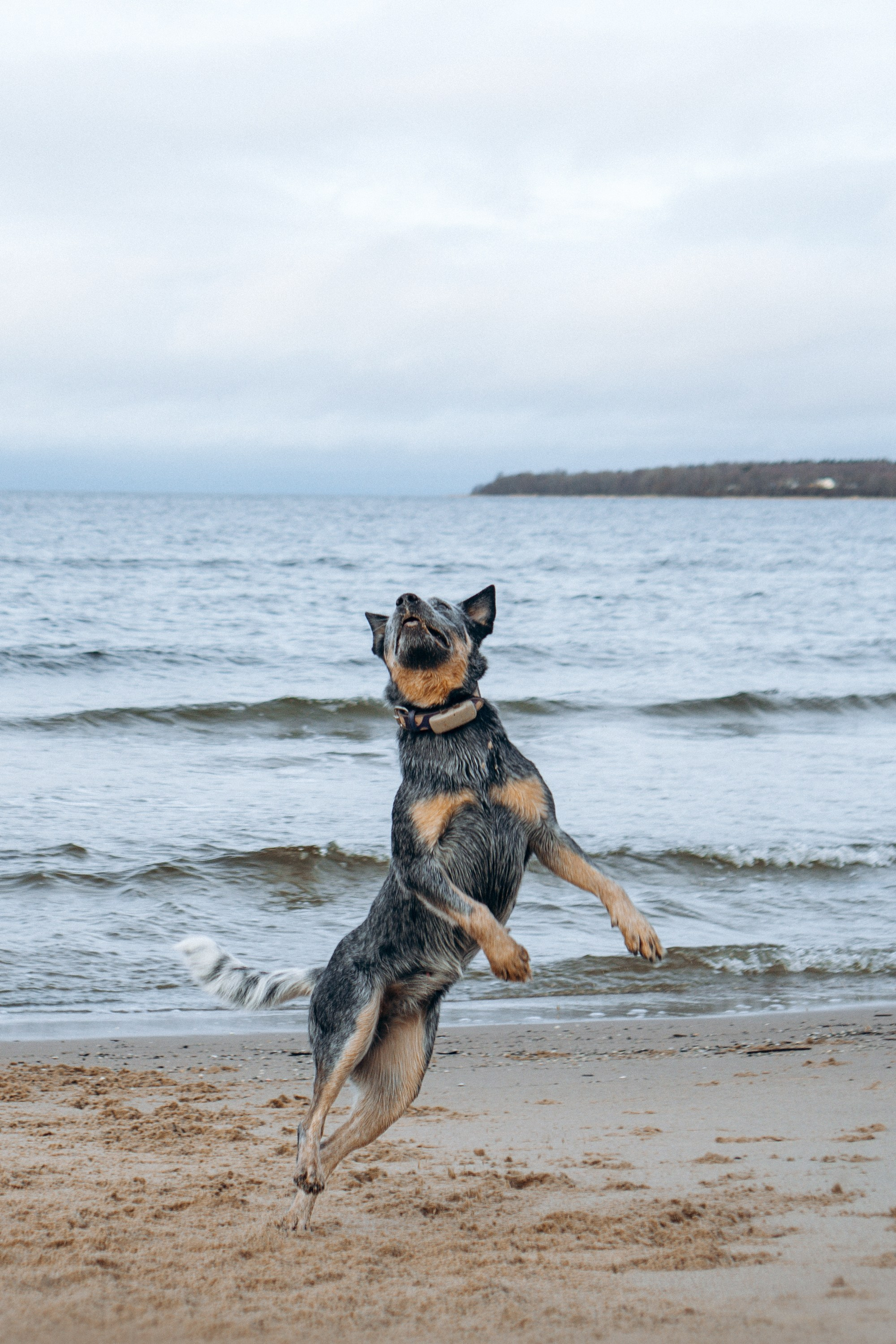 Polina and her Dakota, Australian Cattle Dog. Kat Laisaar — Pet photographer in Tallinn