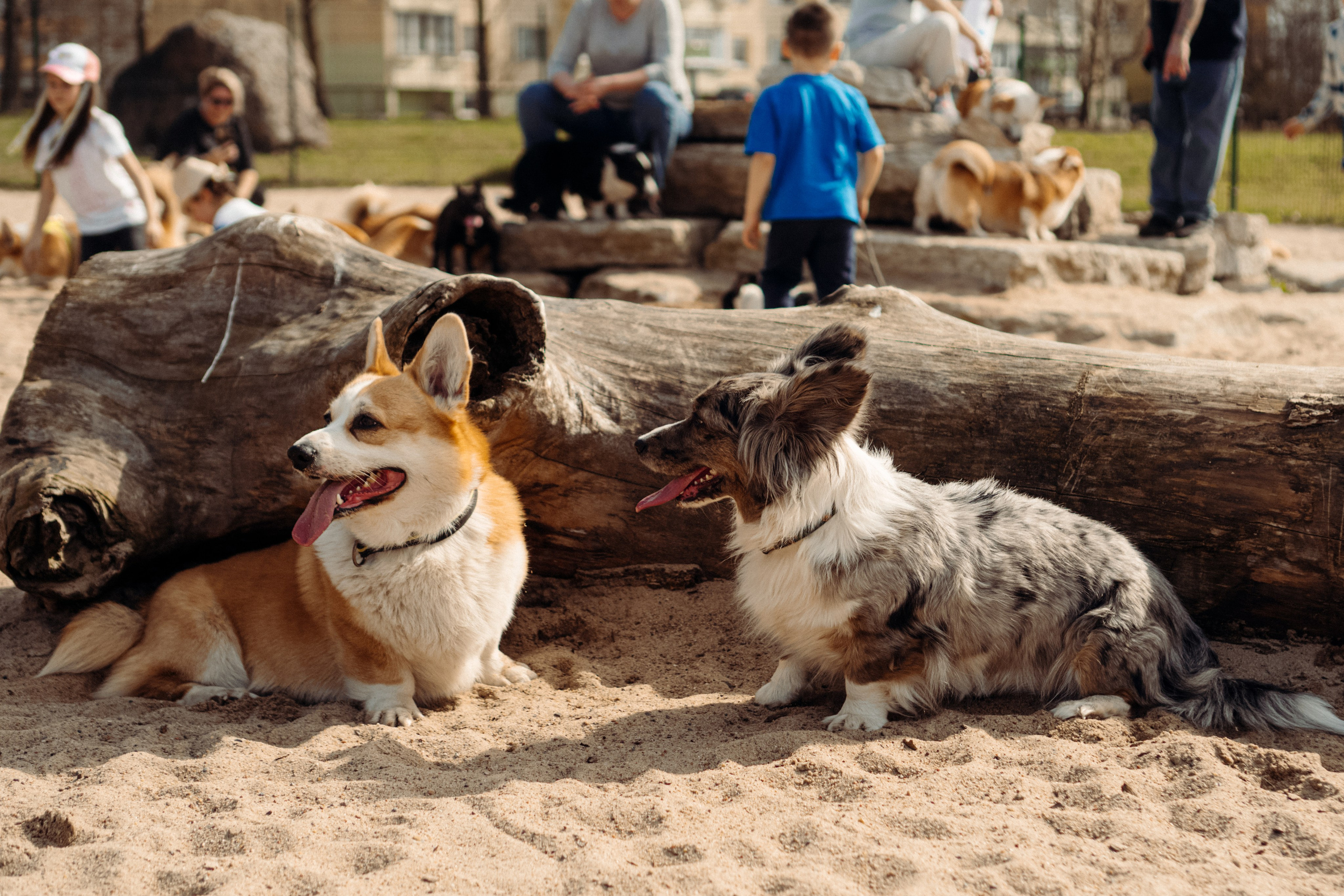Corgi party, 18 apr. 2025. Kat Laisaar — Pet photographer in Tallinn