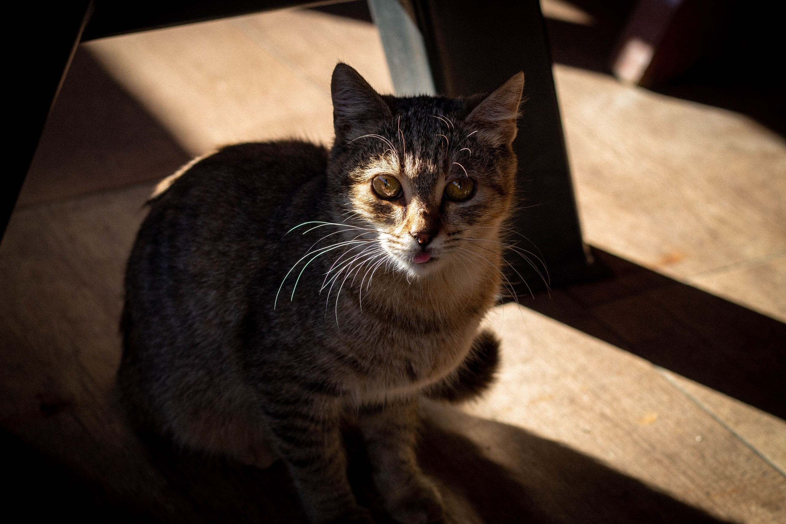 Tabby cat lying in a sunbeam, soaking in the light on a tiled floor.