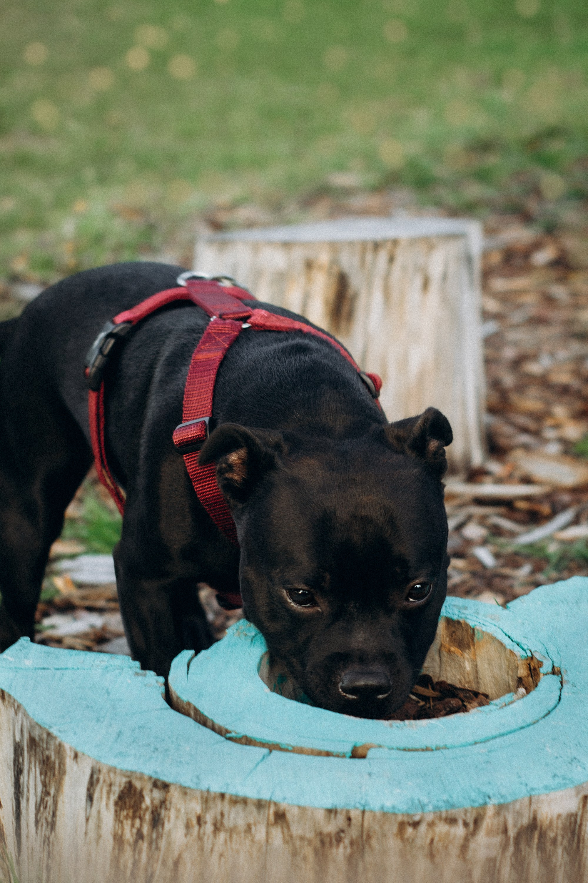 Severa and Barracuda, Staffordshire Bull Terriers. Kat Laisaar — Pet photographer in Tallinn