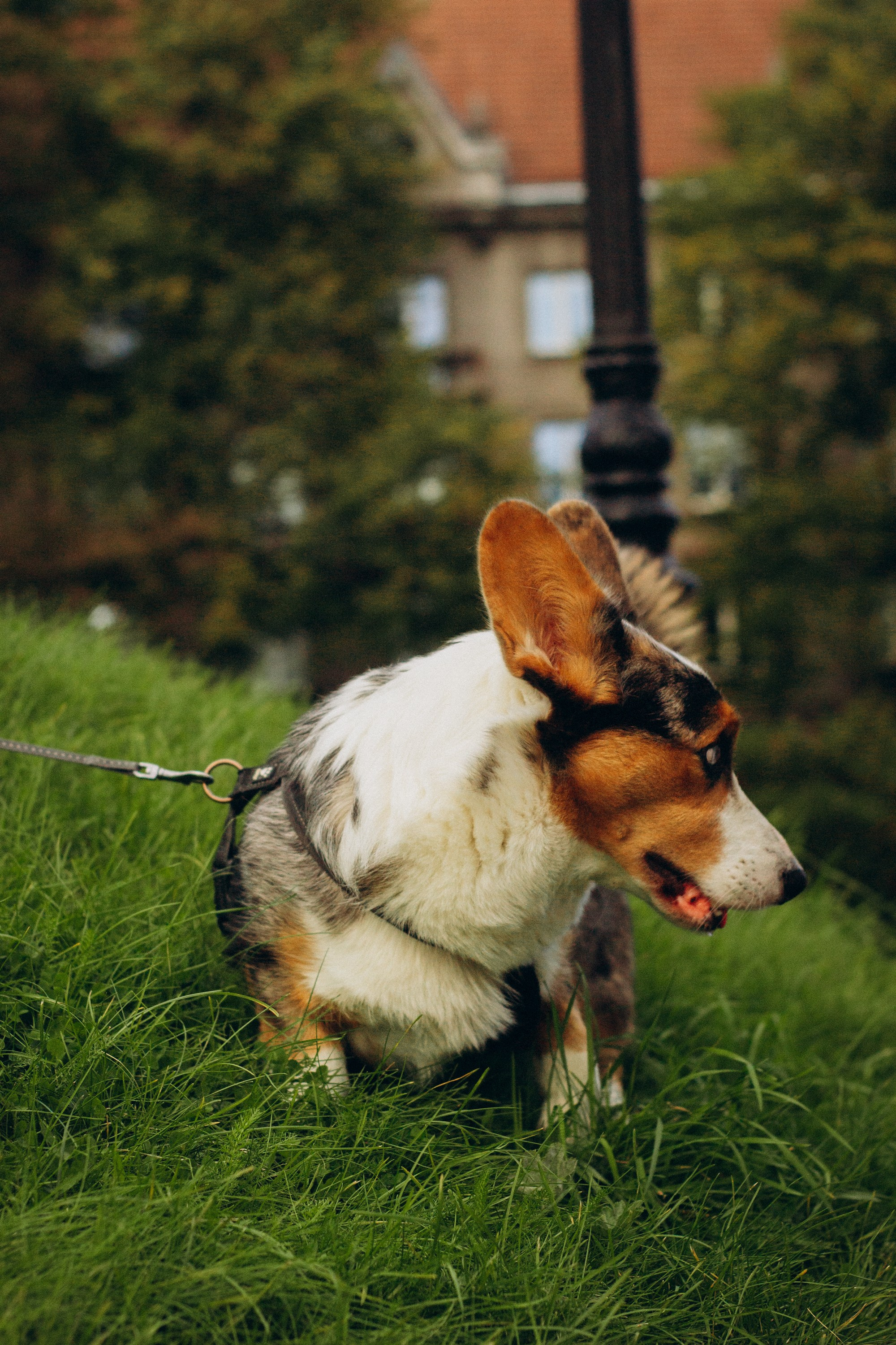 Dog Street Photography in Estonia. Kat Laisaar — Pet photographer in Tallinn