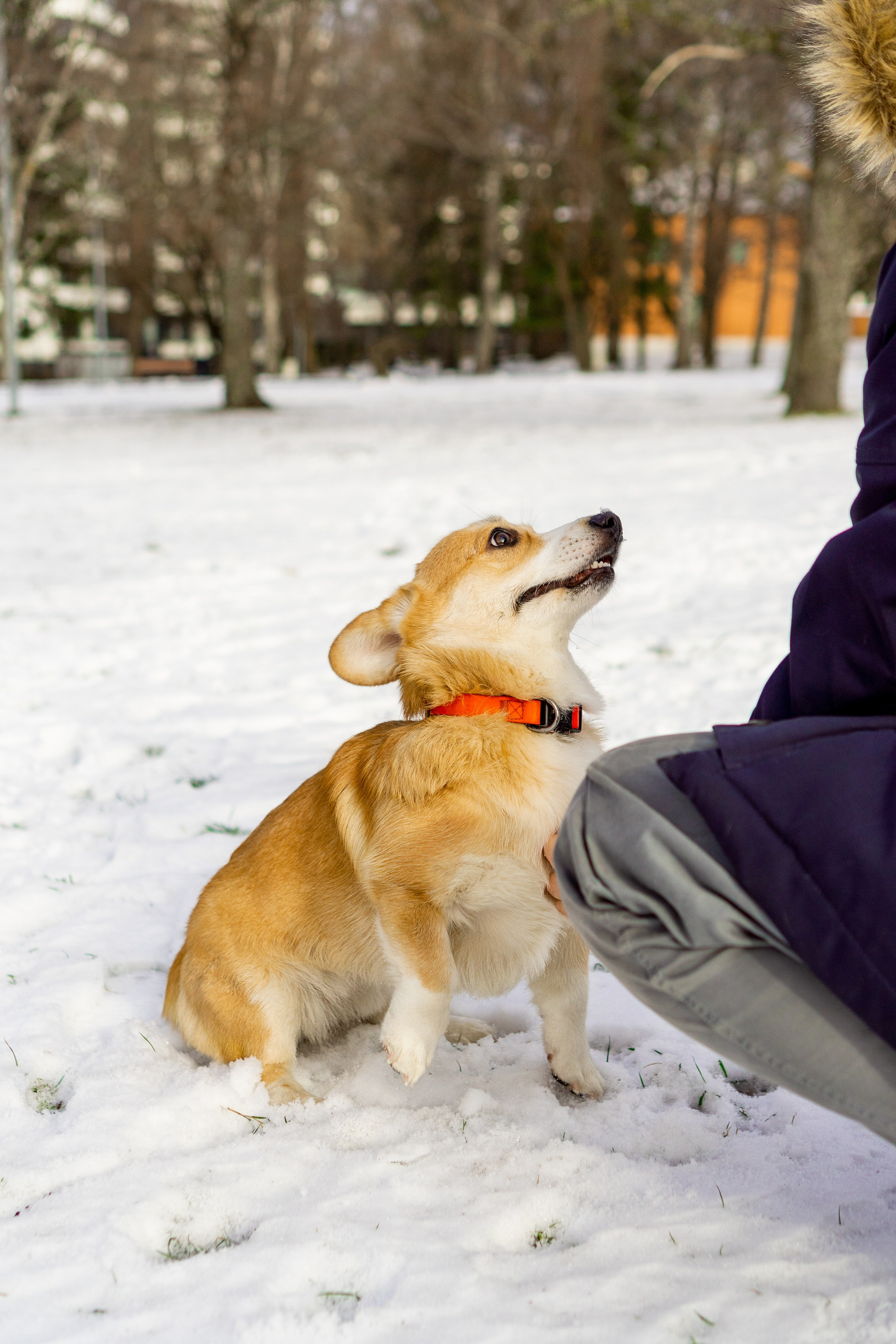 Corgi party, 23 feb. 2025. Kat Laisaar — Pet photographer in Tallinn