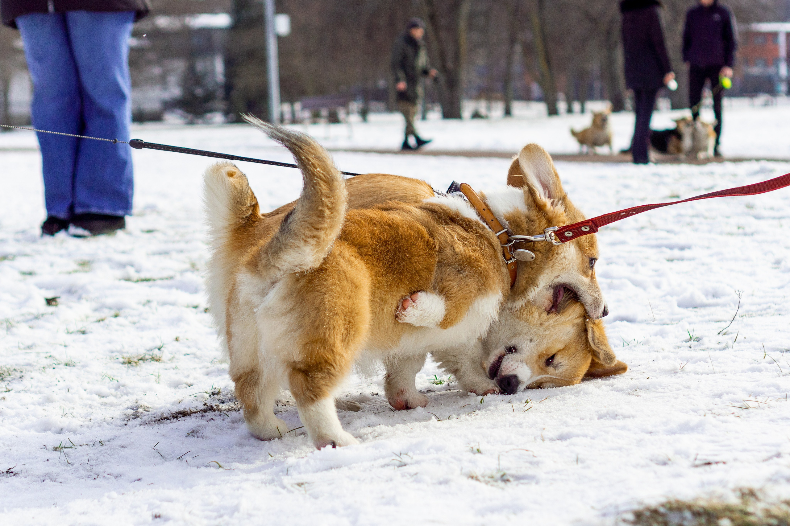 Corgi party, 23 feb. 2025. Kat Laisaar — Pet photographer in Tallinn
