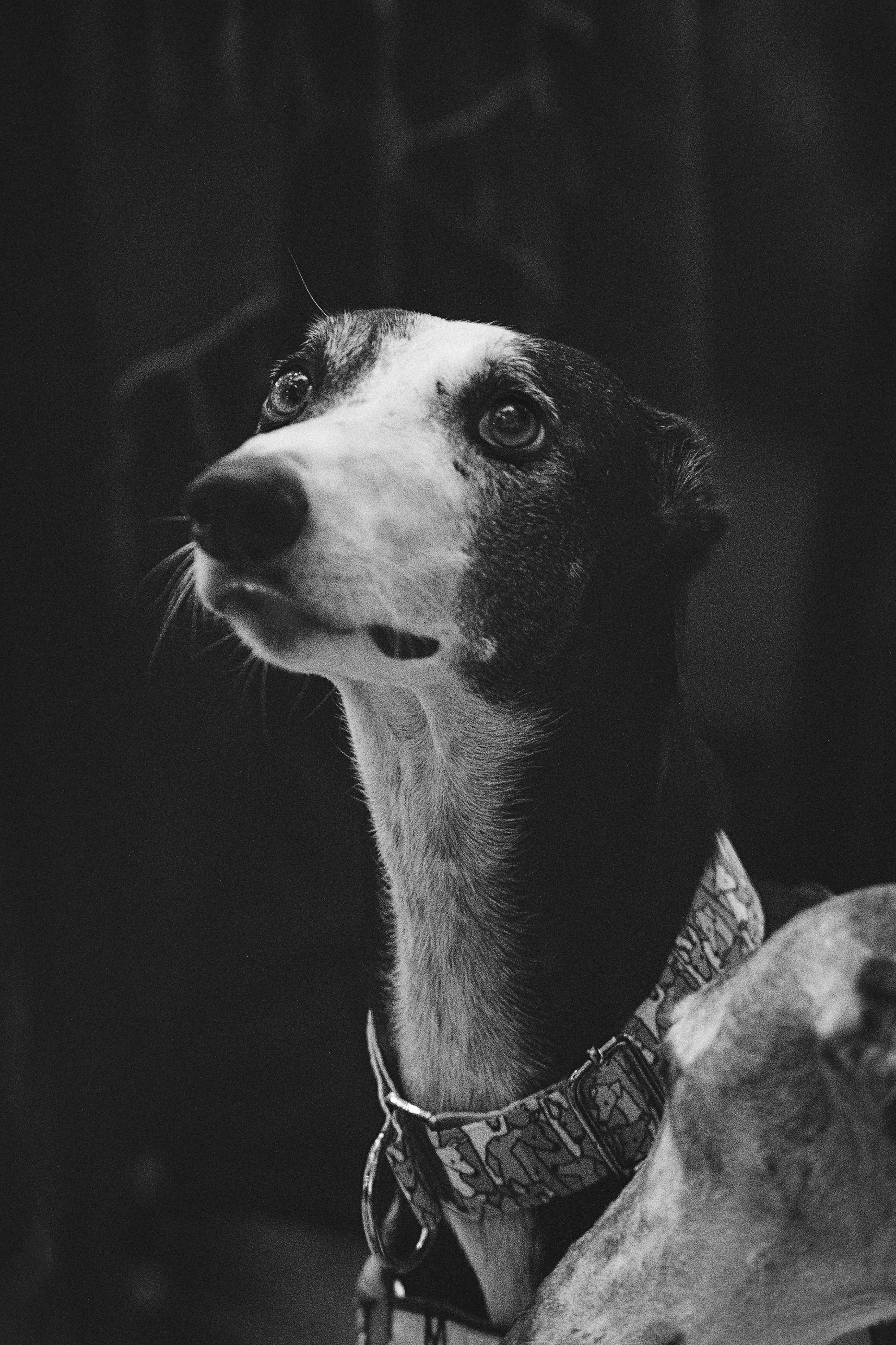 GalgoTreff / Solaris keskus 16 november. Kat Laisaar — Pet photographer in Tallinn