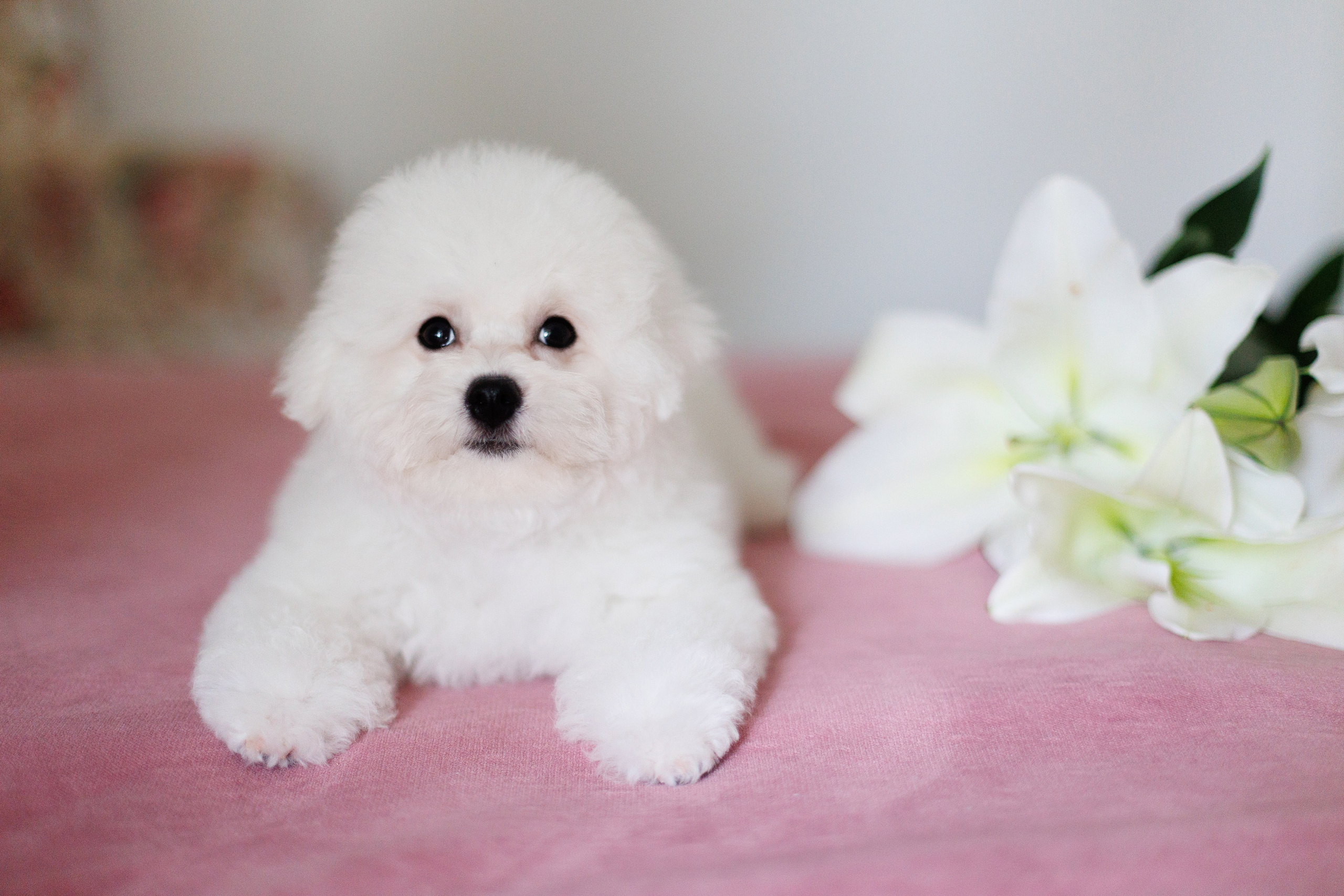 Sara's puppies. Семейный фотограф в Кишинёве Пулькина Ольга