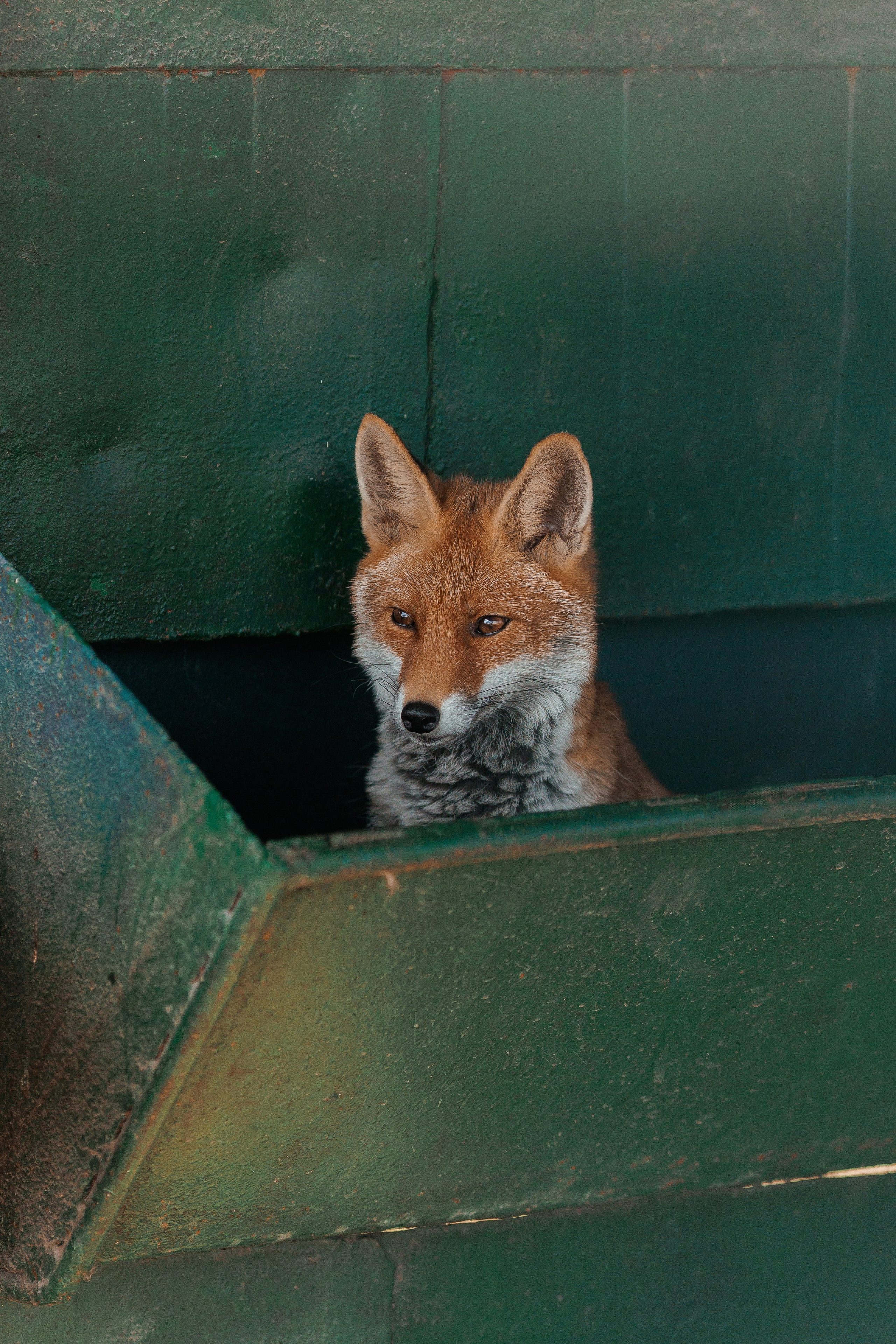 Екопарк Аміла. Ірина Терещук