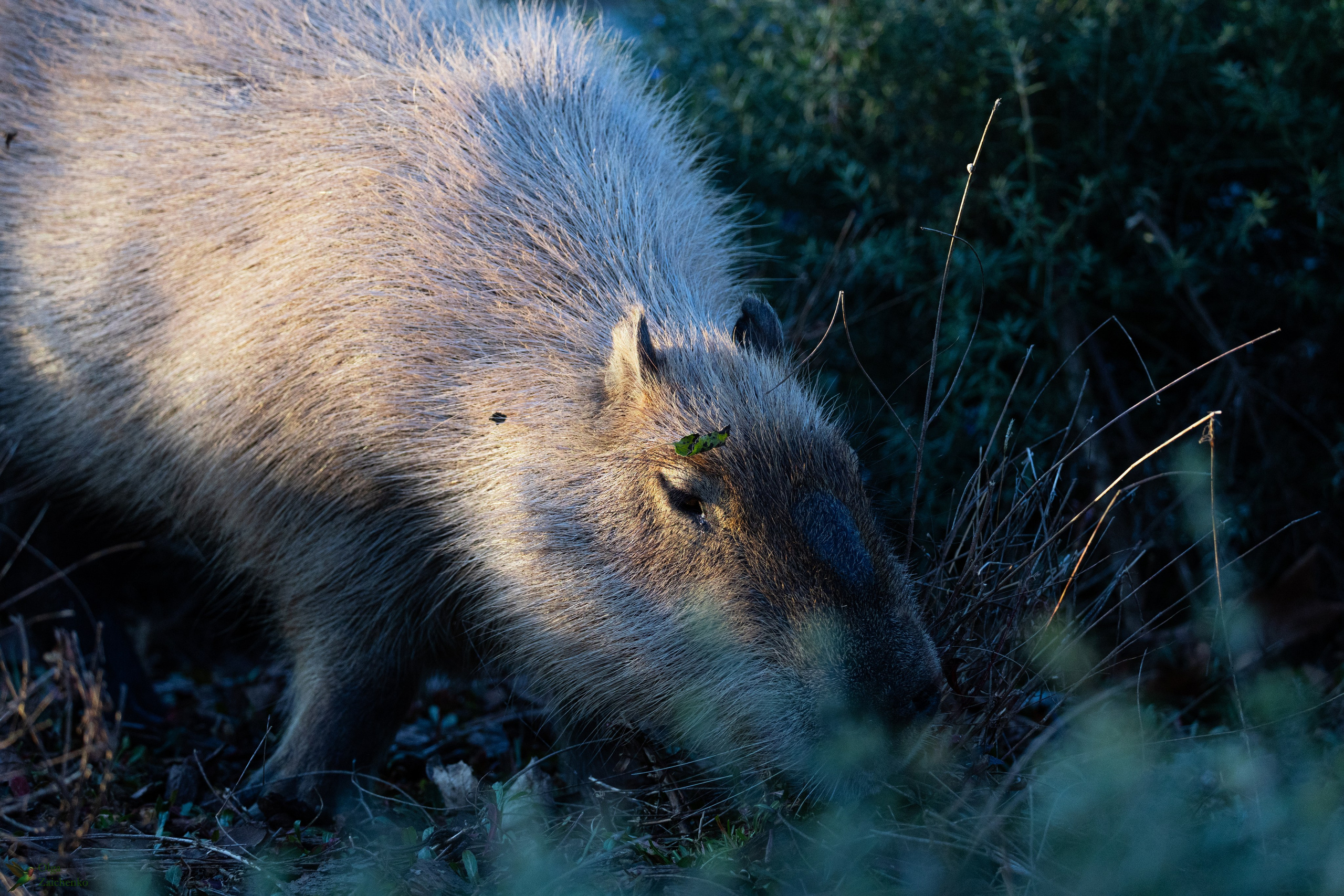 WildLife. Фотограф в Буэнос-Айресе
