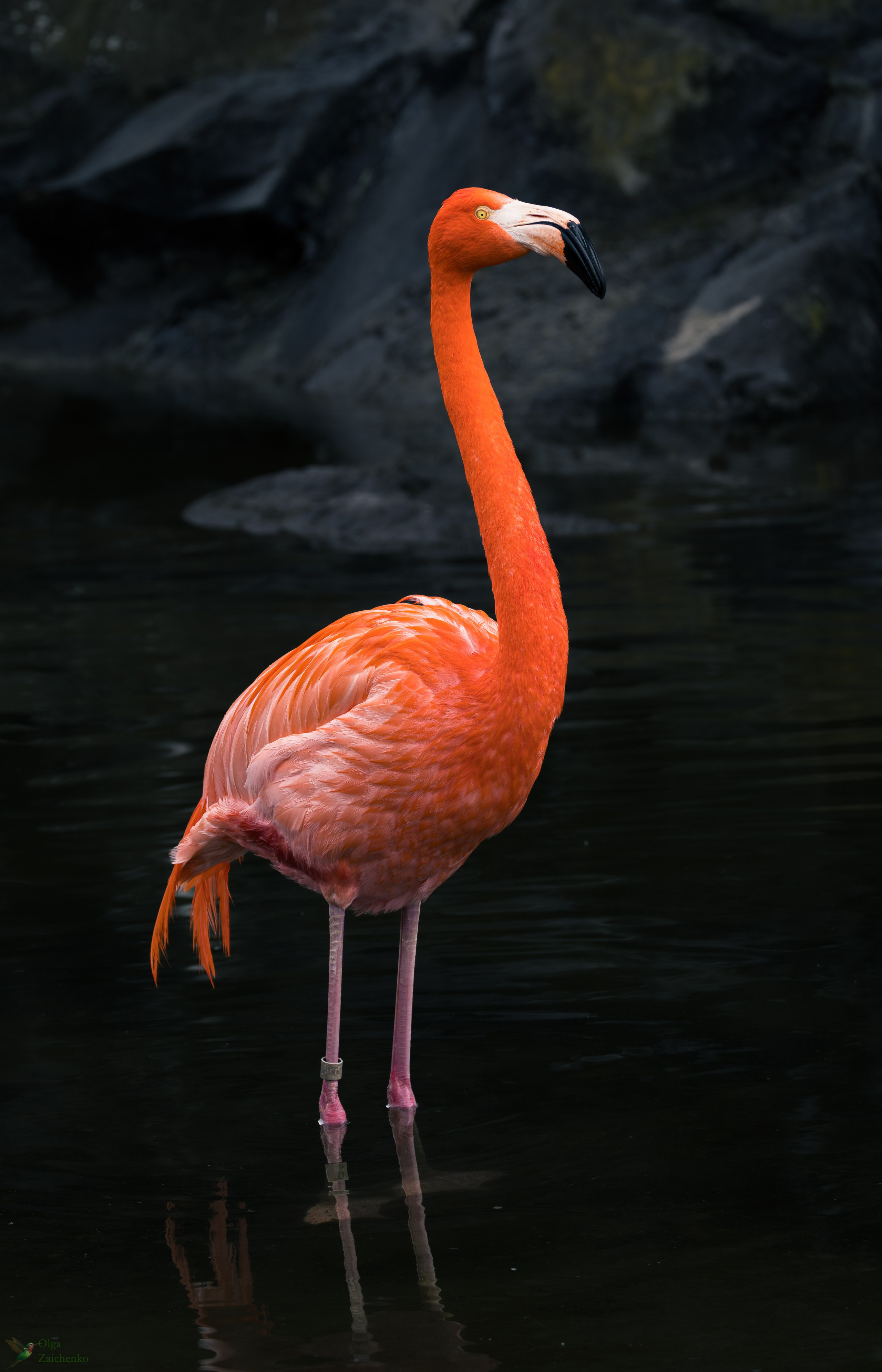 Карибский фламинго