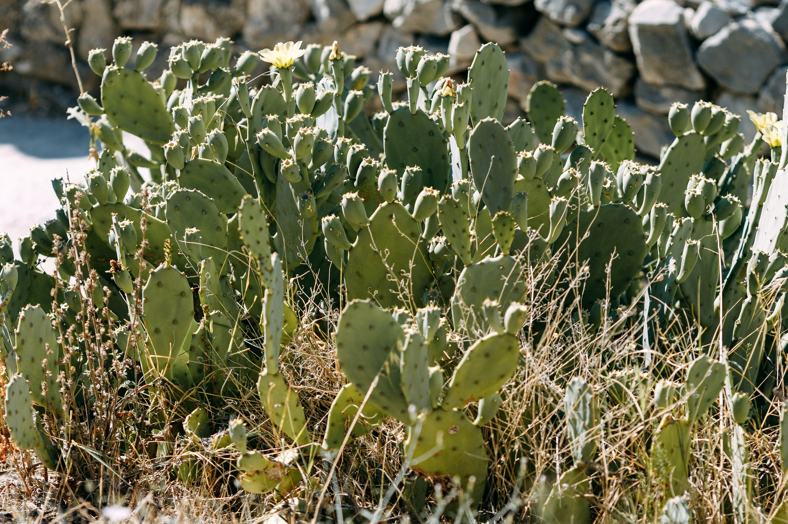 Love Kroatien. Professionele fotografin in Münsingen Olesia Wegele