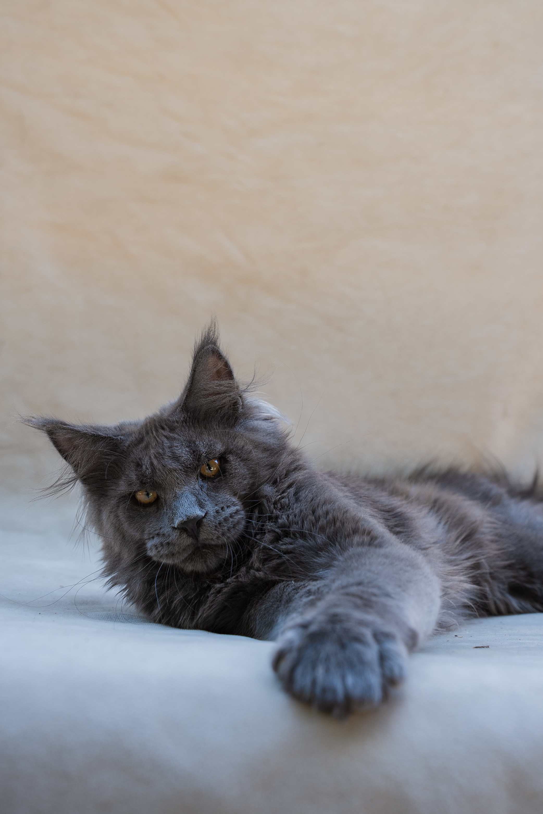 Senator Ideal. Senator Cat — Maine Coon cattery