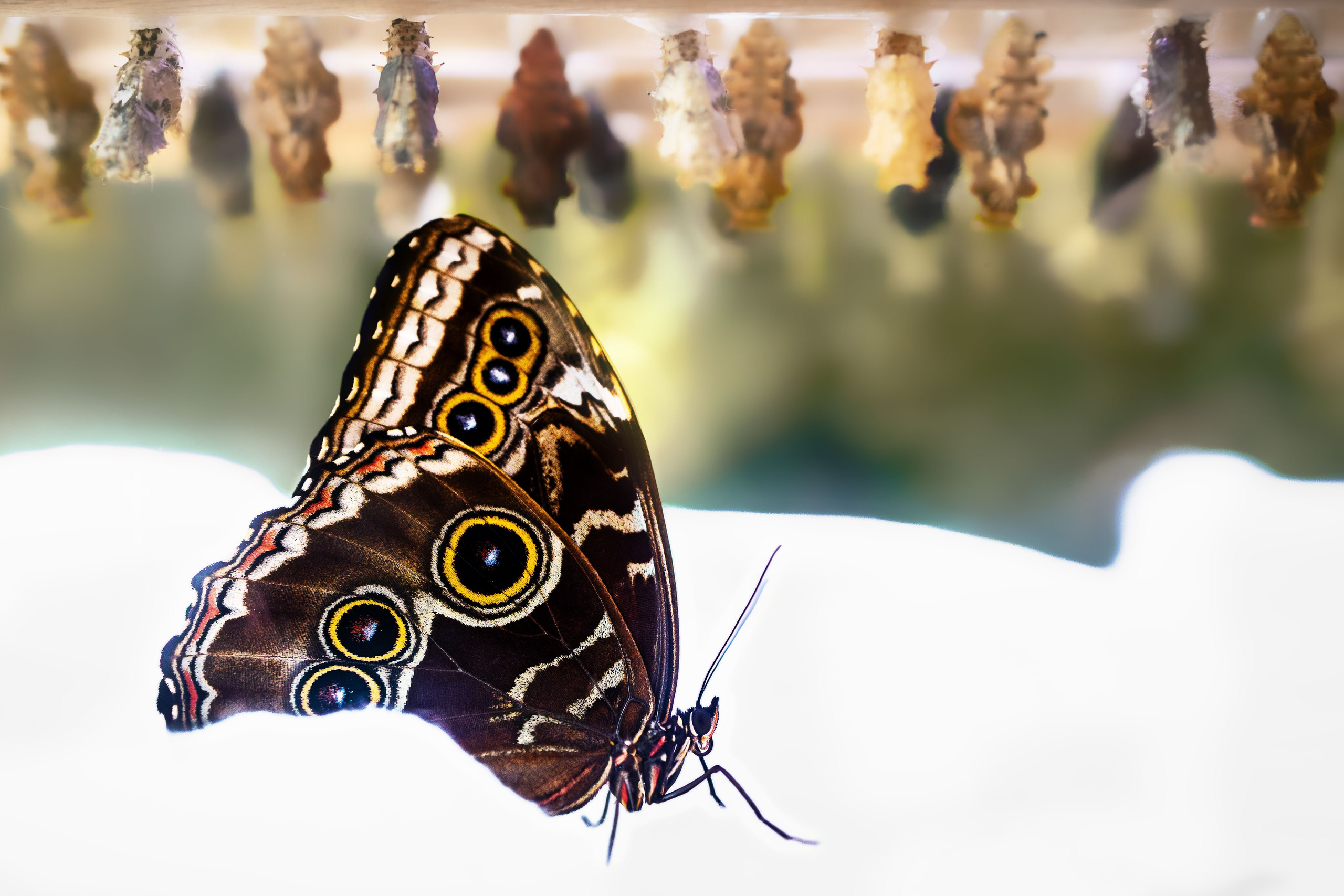 Portret bebeluș la botez realizat de Mitroi Iulian