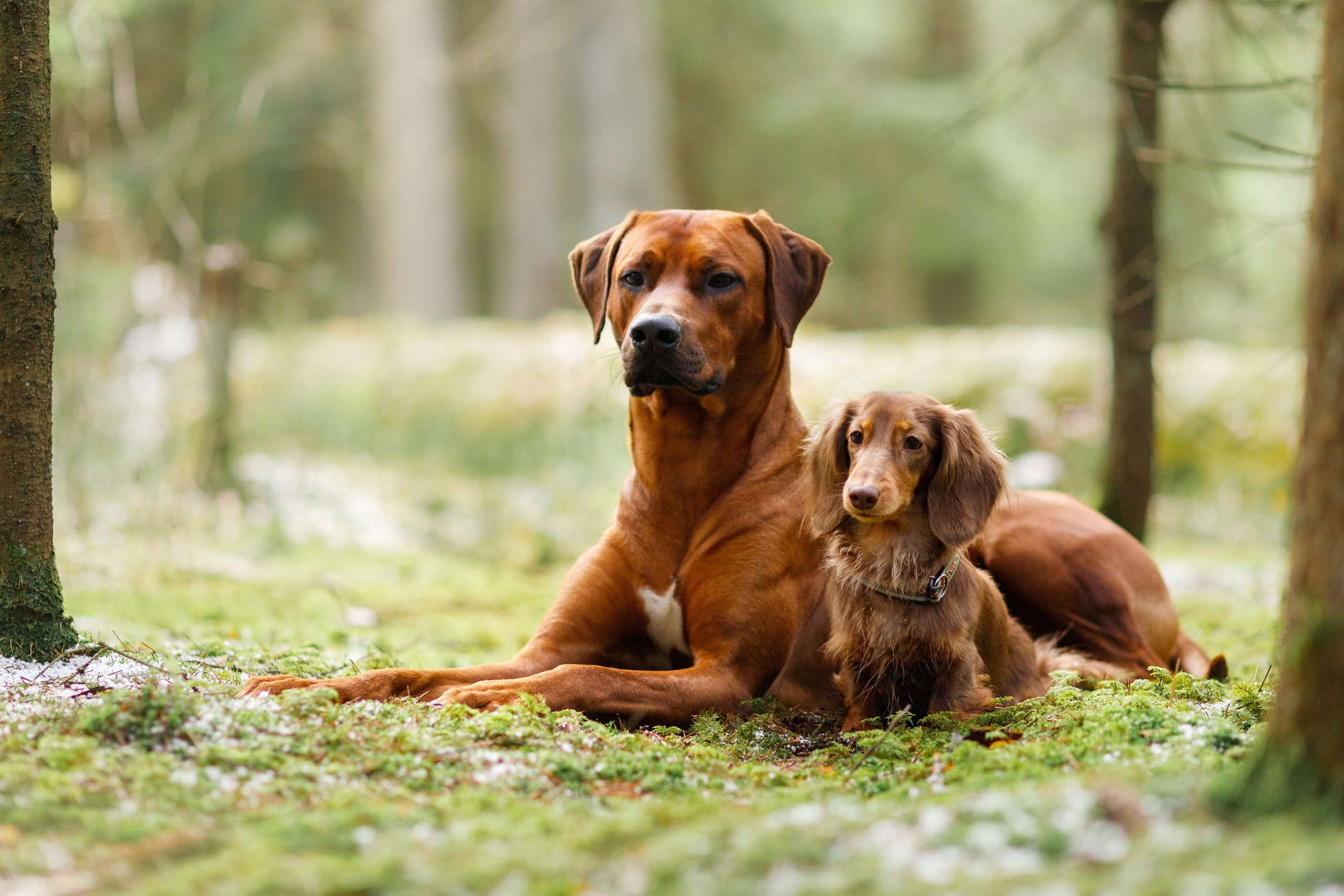 Corgi kennel & some other dogs in the forest. Kaja | fotograf psów we Wrocławiu