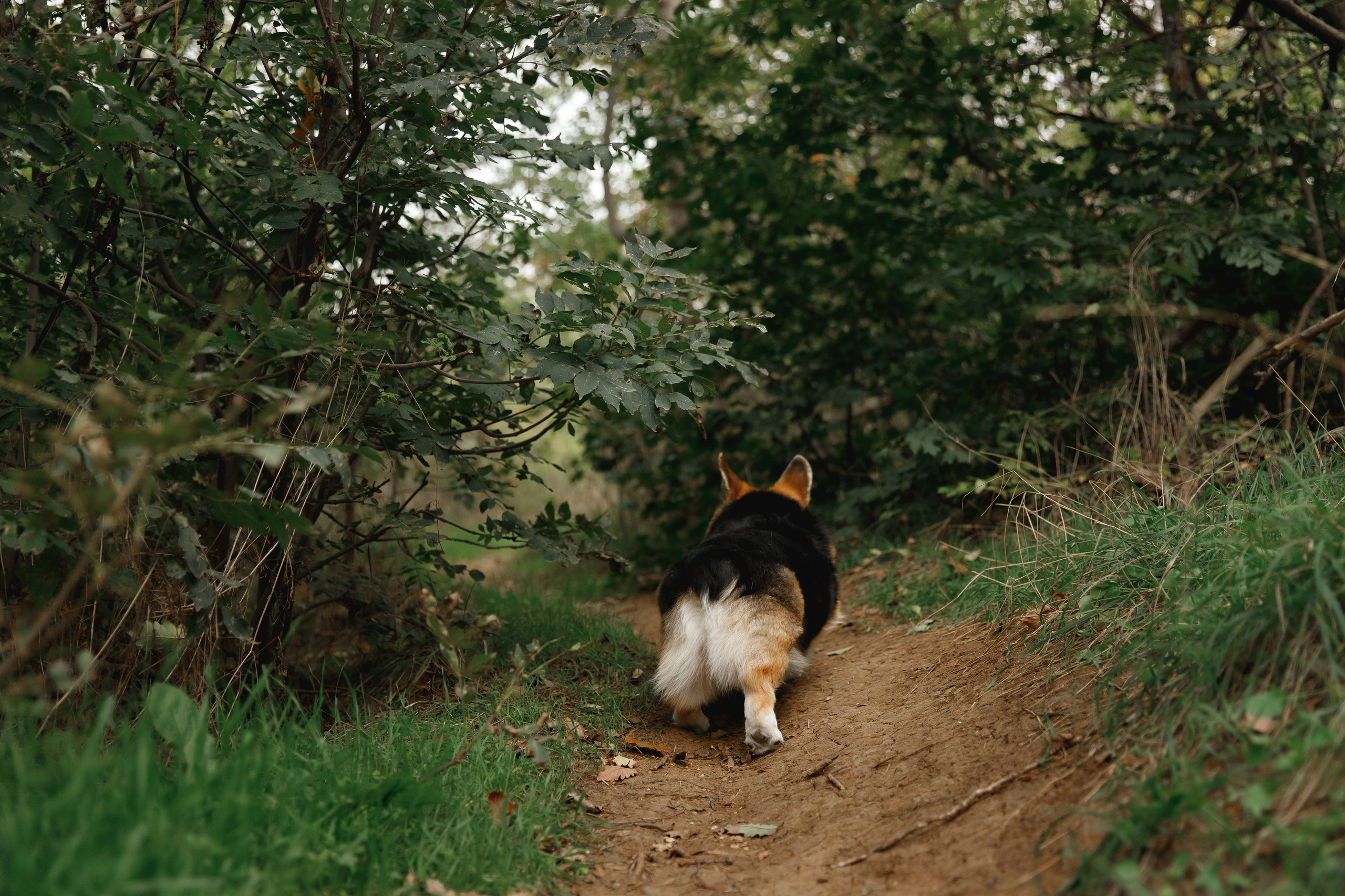 Sasha & Leonid. Kaja | fotograf psów we Wrocławiu