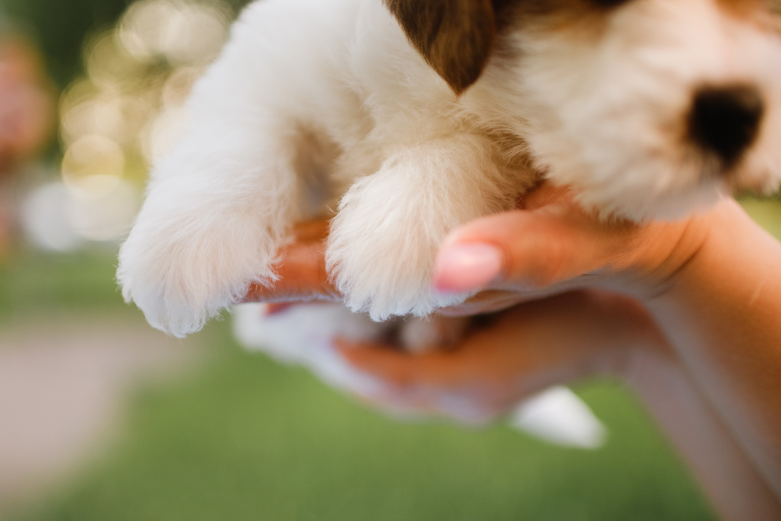 Jack russel puppies. Kaja | fotograf we Wrocławiu | ludzie i psy