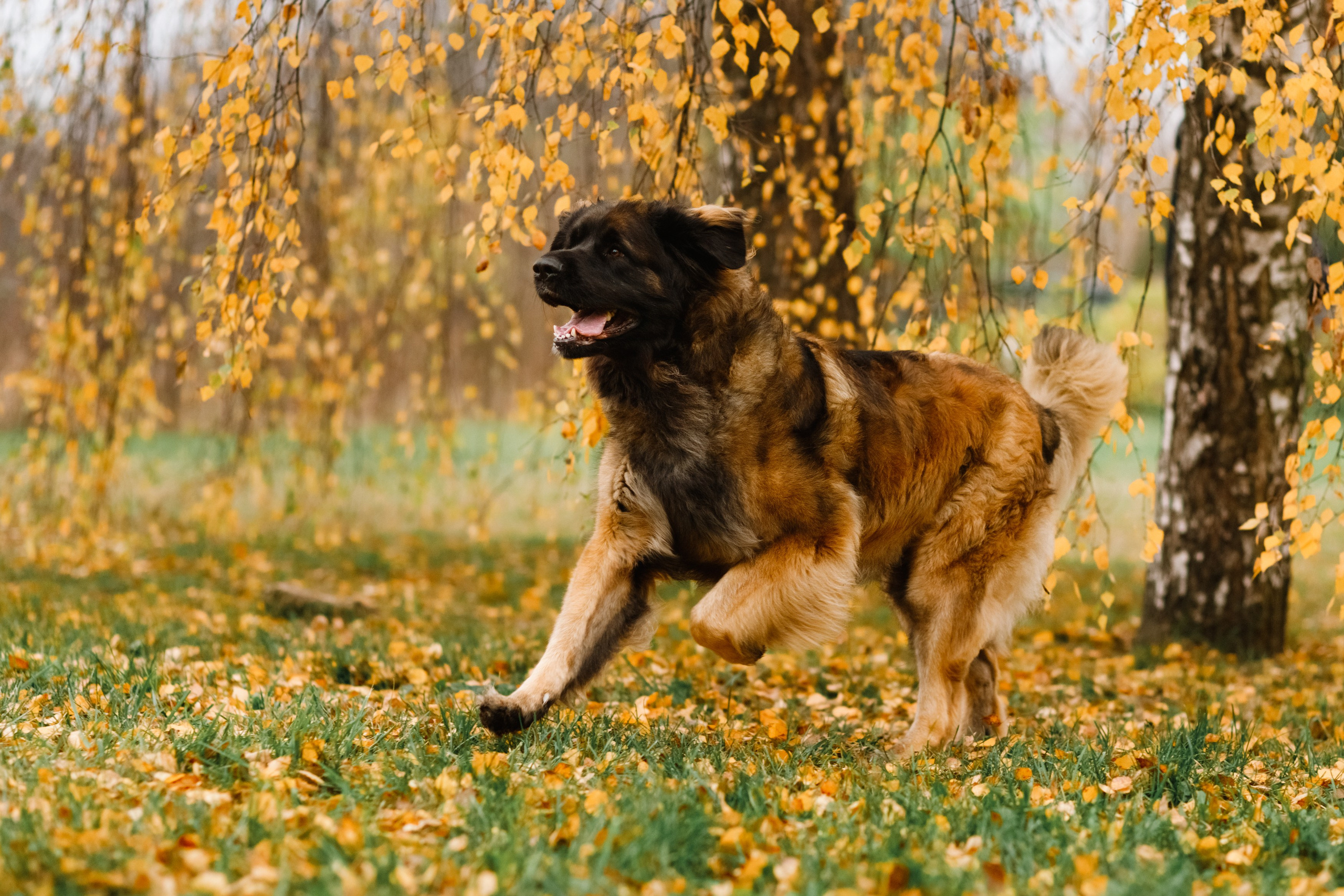 Leonbergers. Kaja | fotograf we Wrocławiu | ludzie i psy
