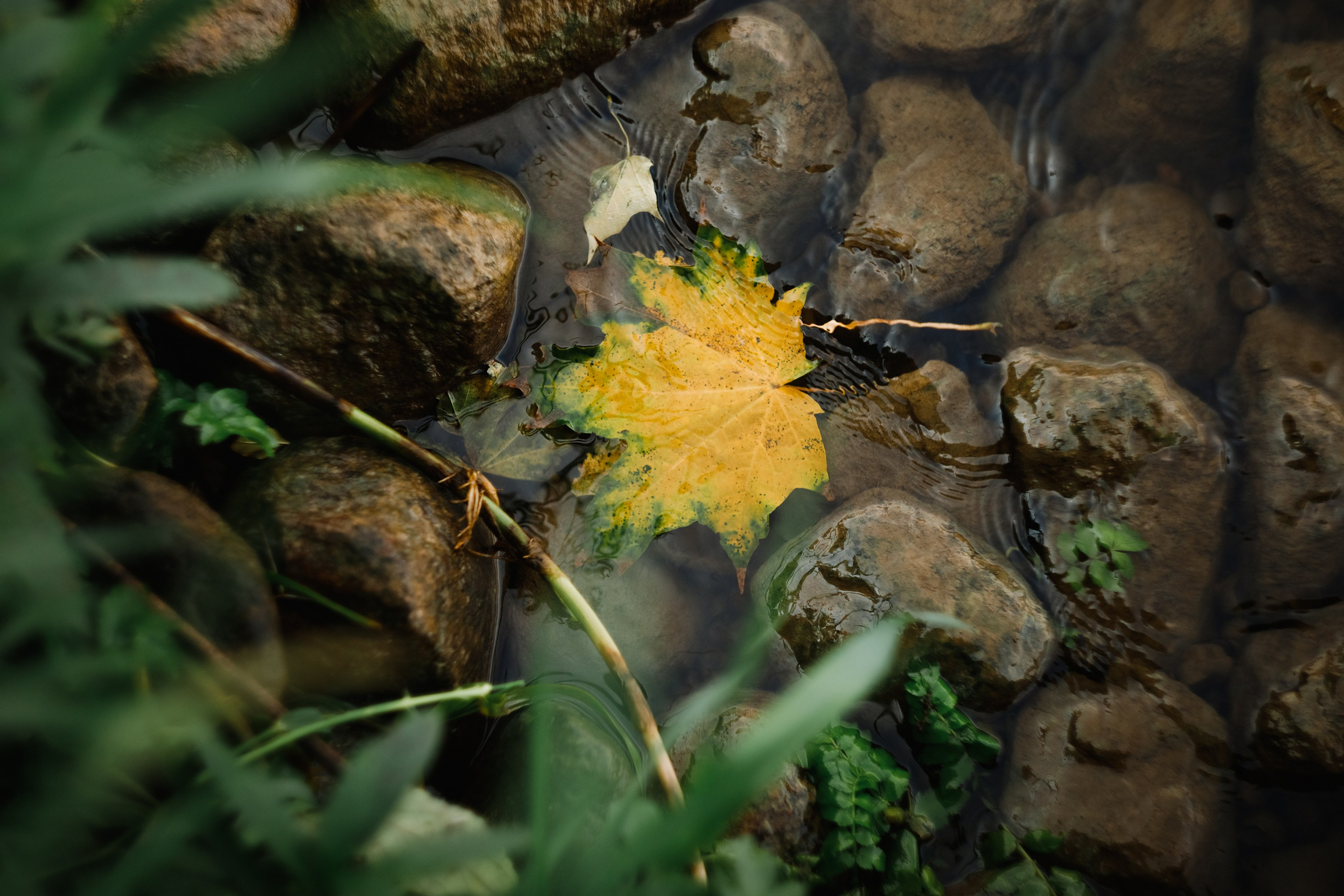 One small village in Grodno region. Kaja | fotograf we Wrocławiu | ludzie i psy