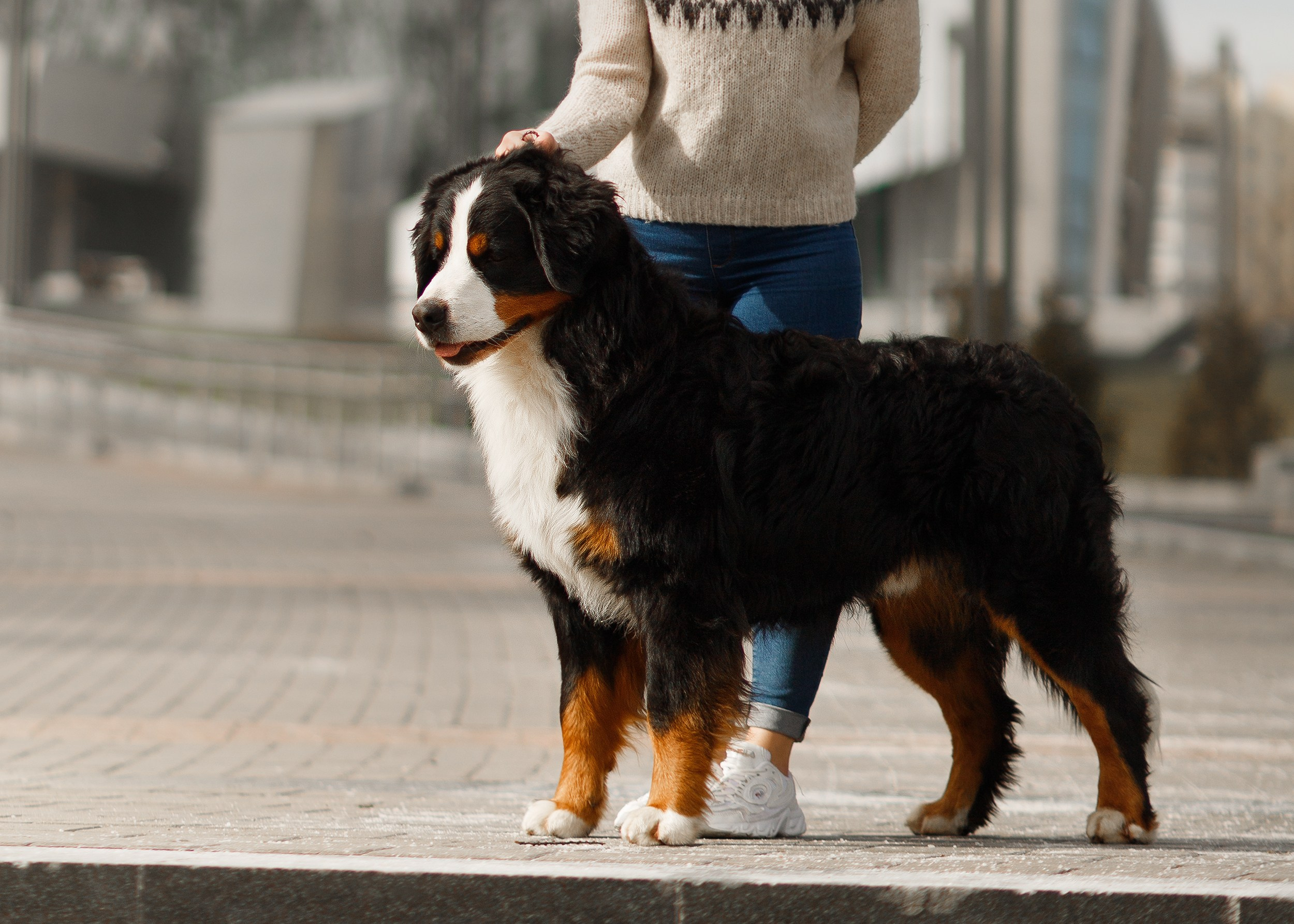 Autumn photo day for dog handler. Kaja | fotograf we Wrocławiu | ludzie i psy