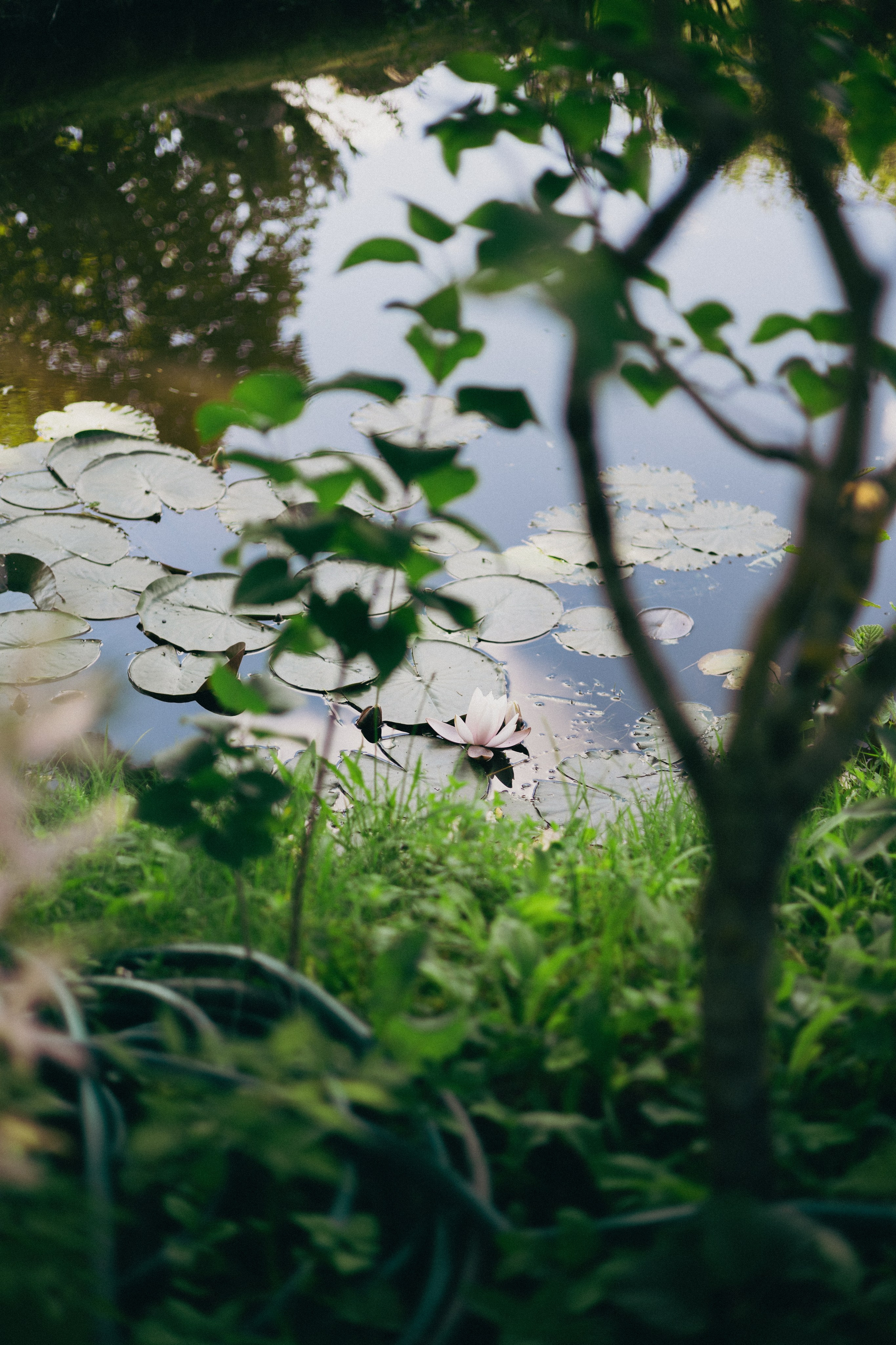Vasara sode. Портретный фотограф Александра Самозванова