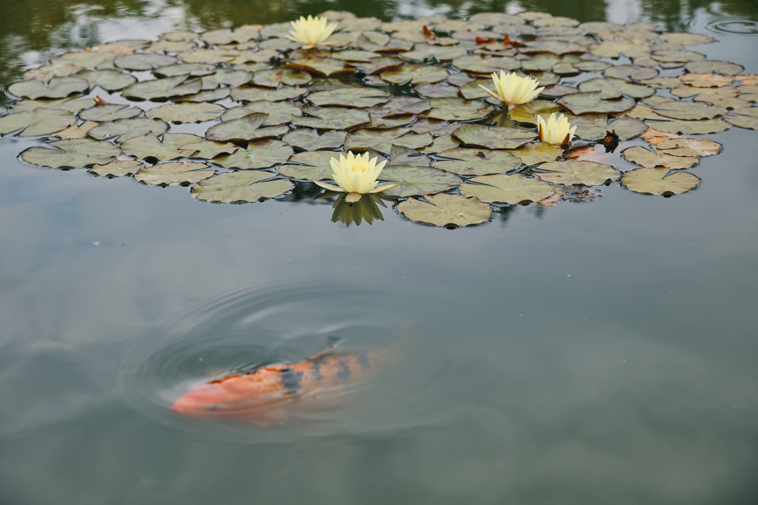 Georgiana ❤️ Mihai. Bogdan Vancea | Fotograf Nunta Ploiești