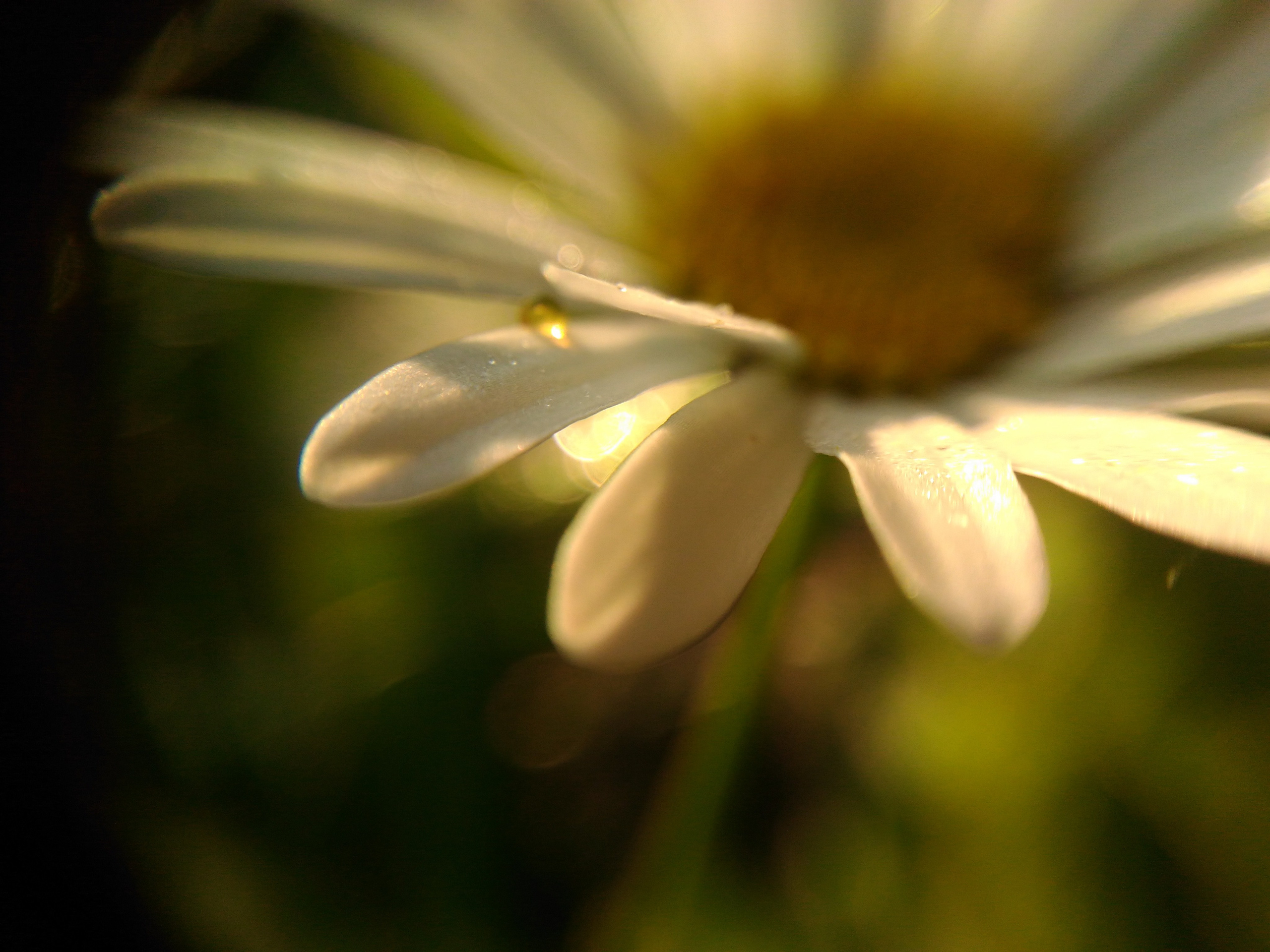 «Фотохроники»