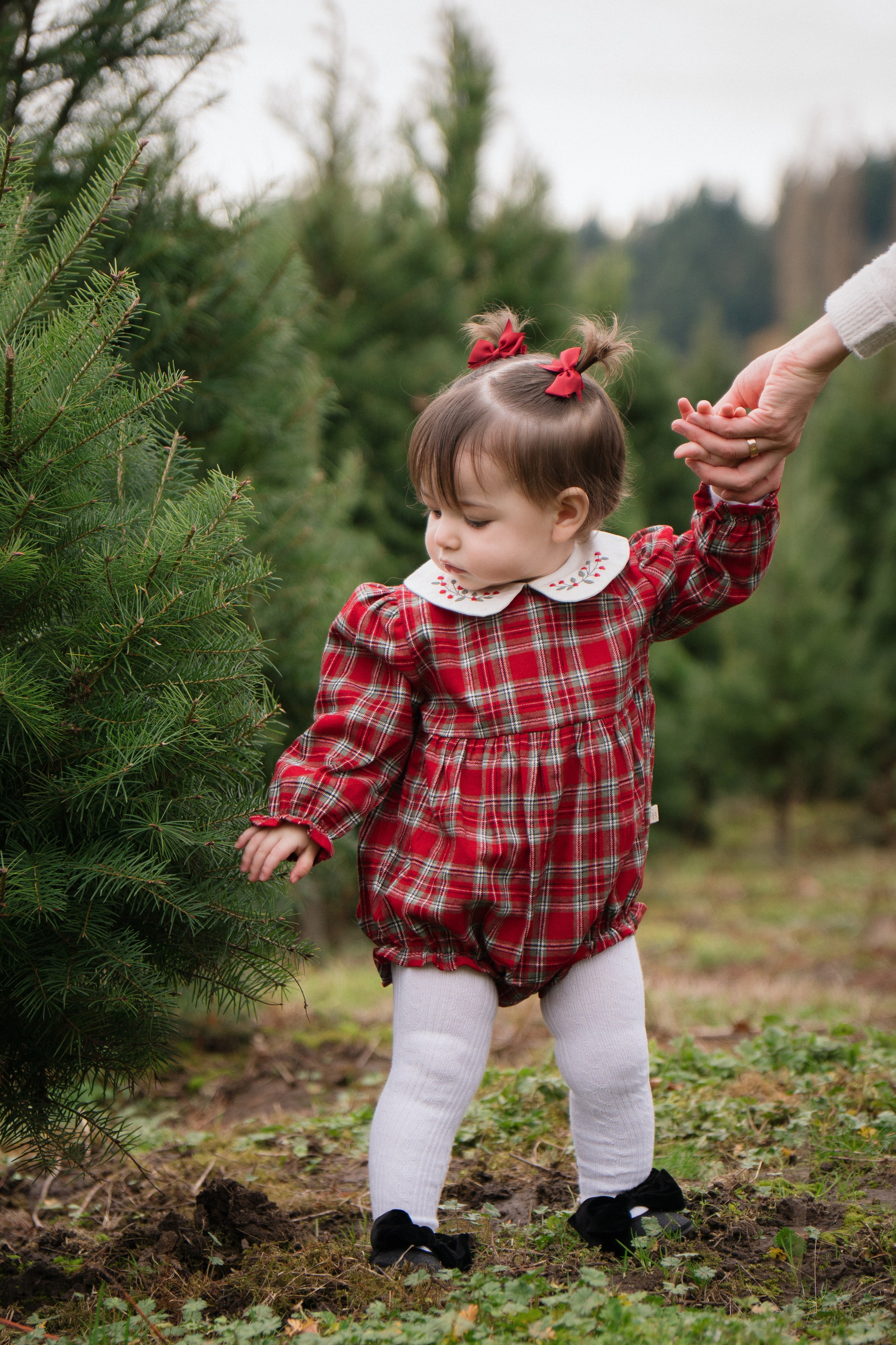 Christmas sessions. Photographer in Washington Sophia D