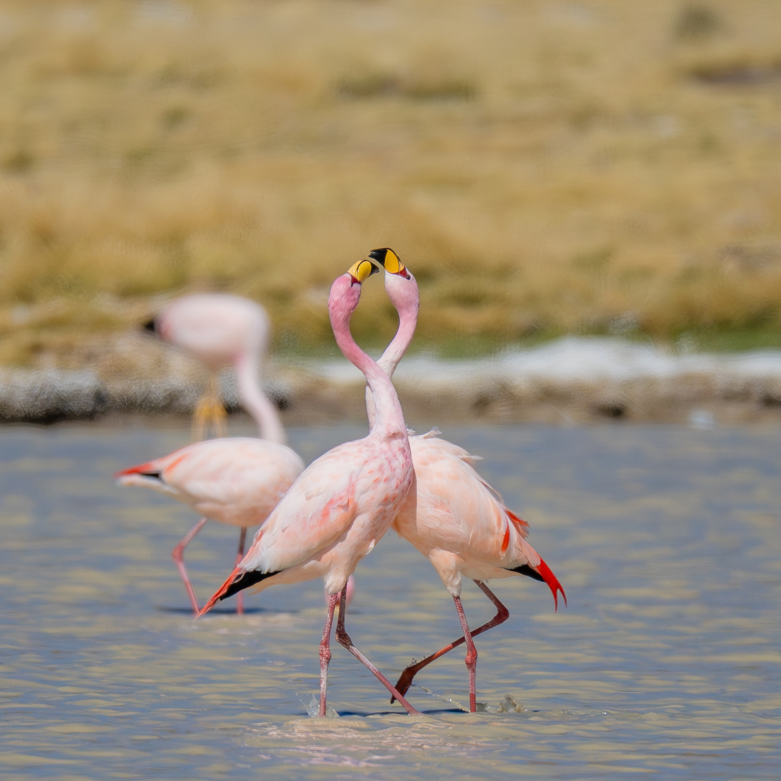 Flamencos. Nature photographer Yuri Soria-Galvarro