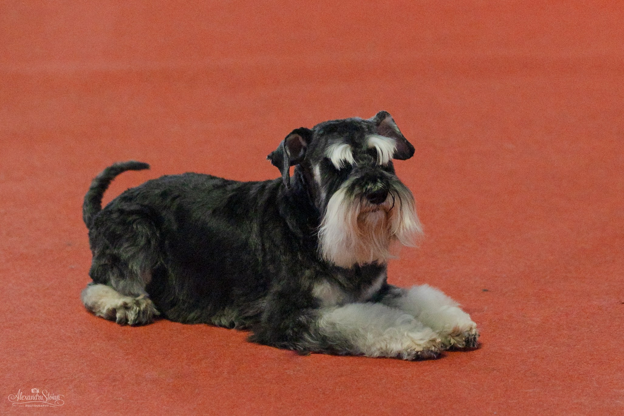 Pet EXPO. Http://www.alexphoto.ro