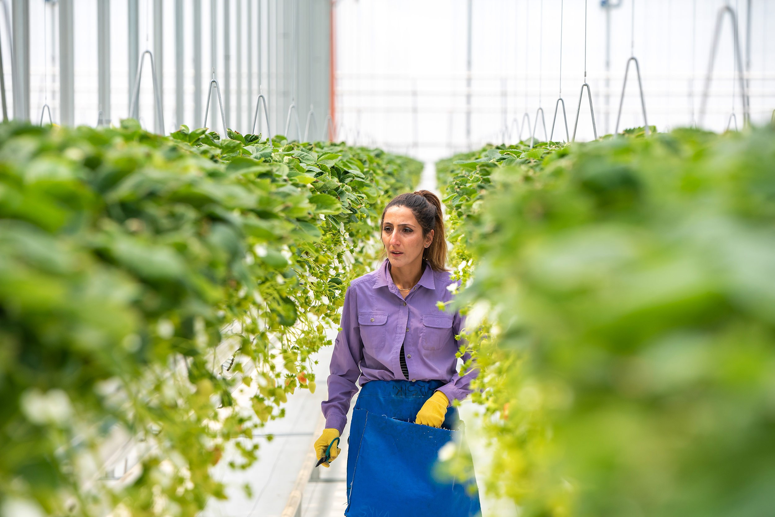 Rockberry. Фотограф в Ереване