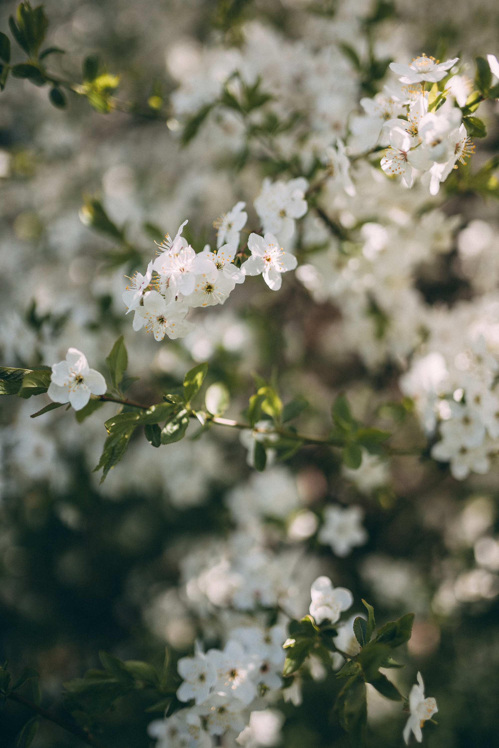 Sieviešu fotosesija ziedonī. Fotogrāfs Rīgā — Katerina Gordik