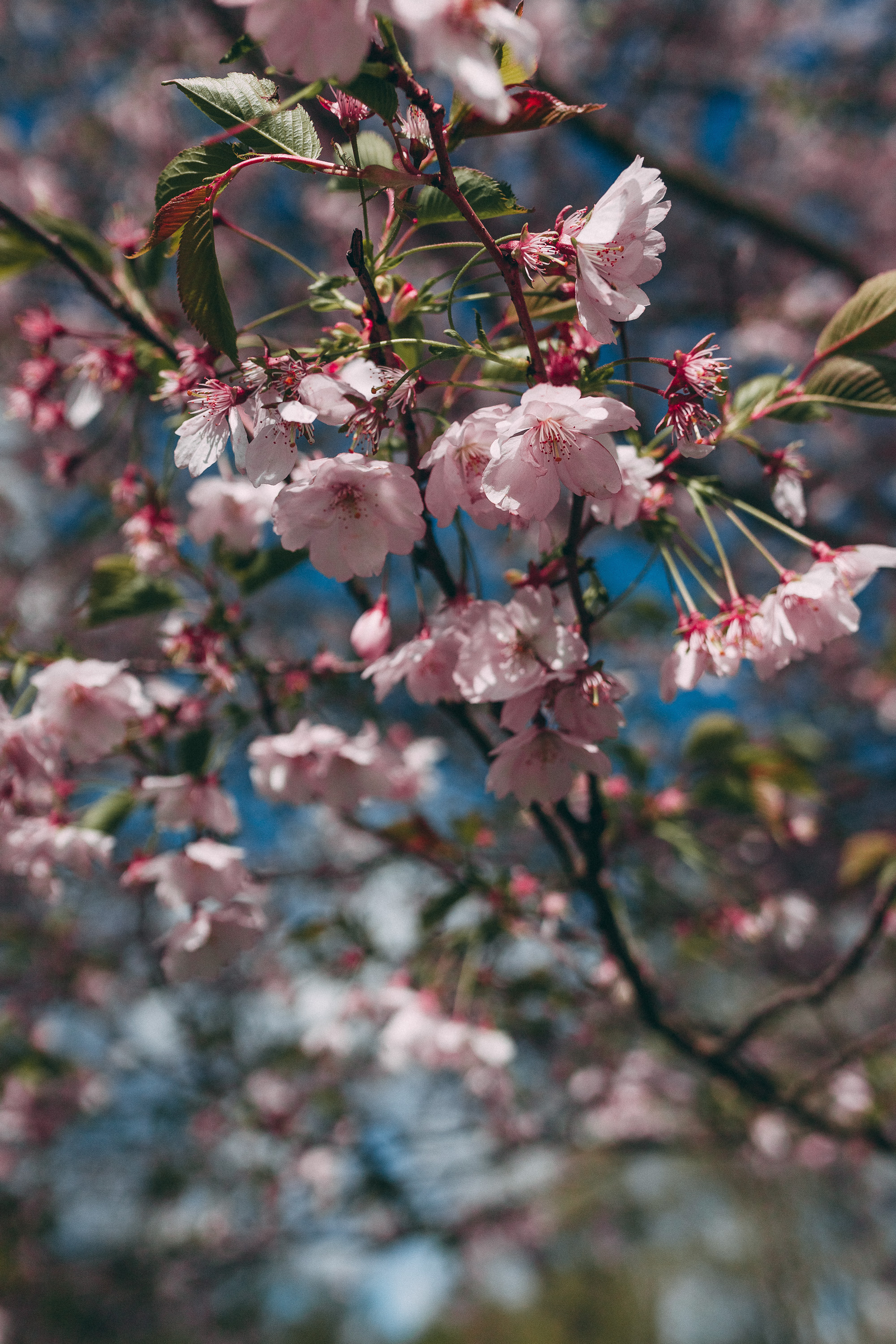 Sieviešu fotosesija ziedonī. Fotogrāfs Rīgā — Katerina Gordik
