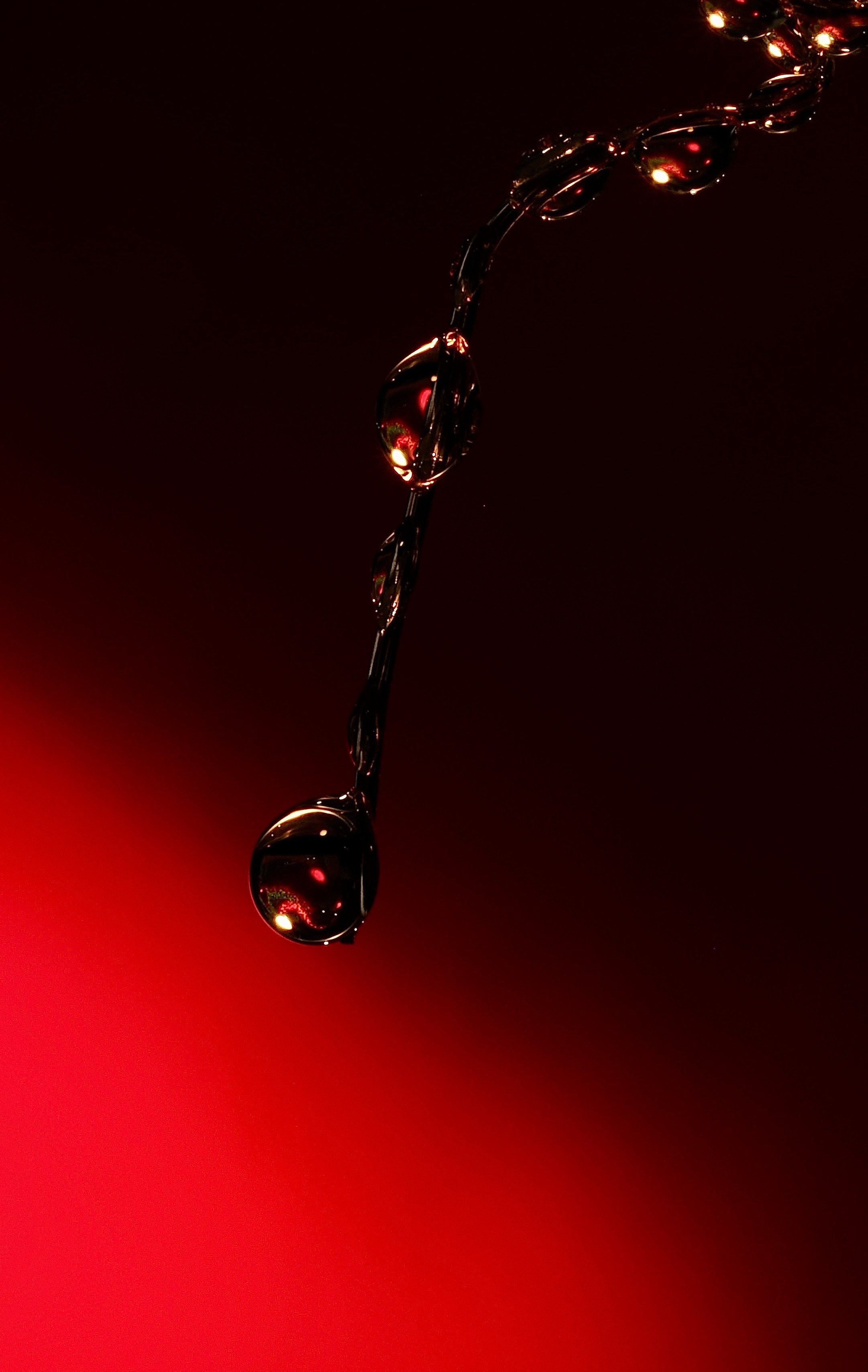 Portfolio. Bev bingham macro photographic artist