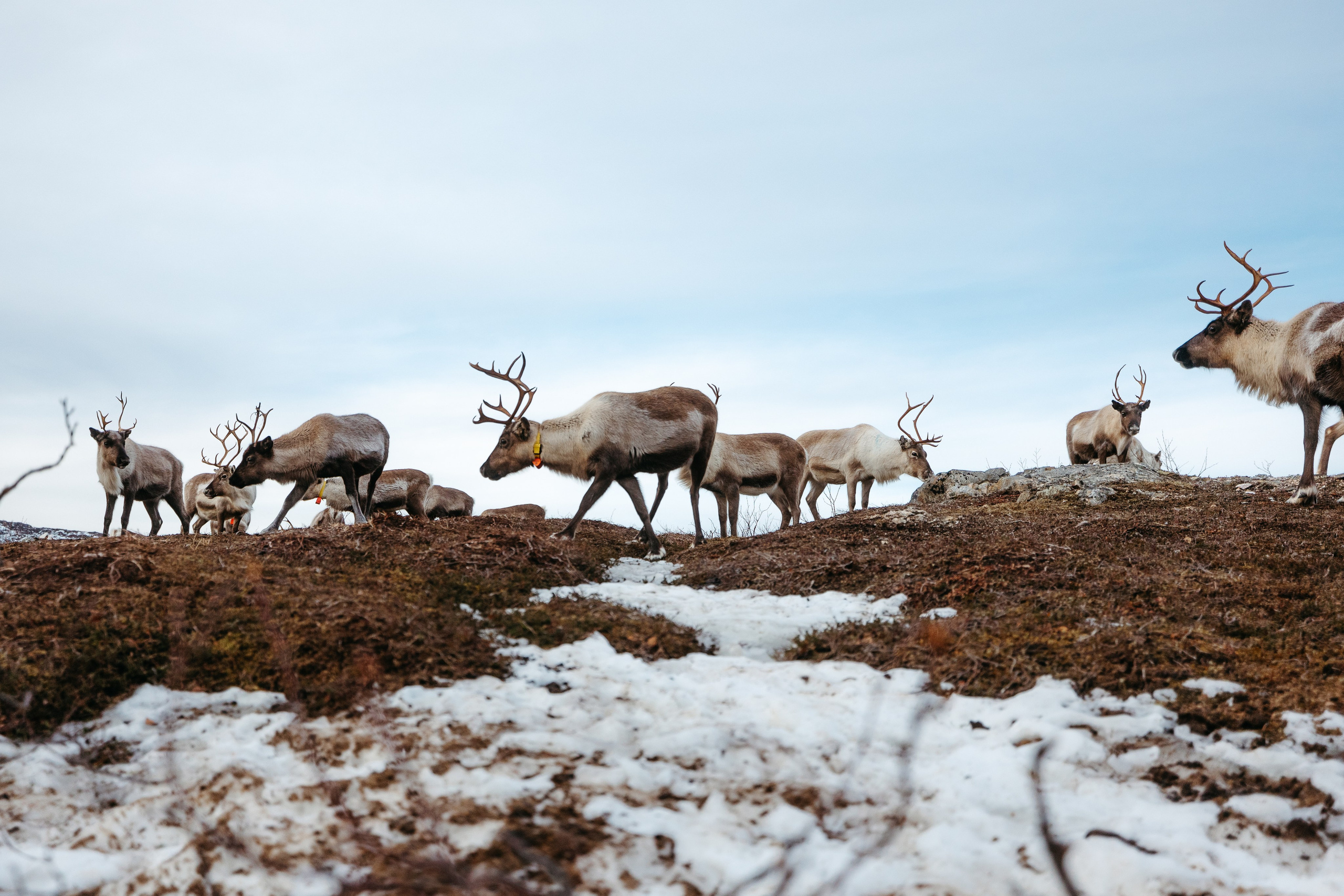 Tromso. Marius Ciocan